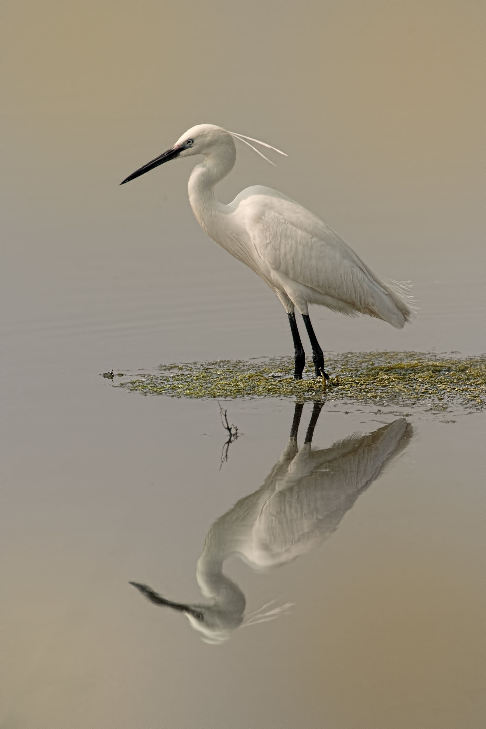 Little Egret (Egretta garzetta)