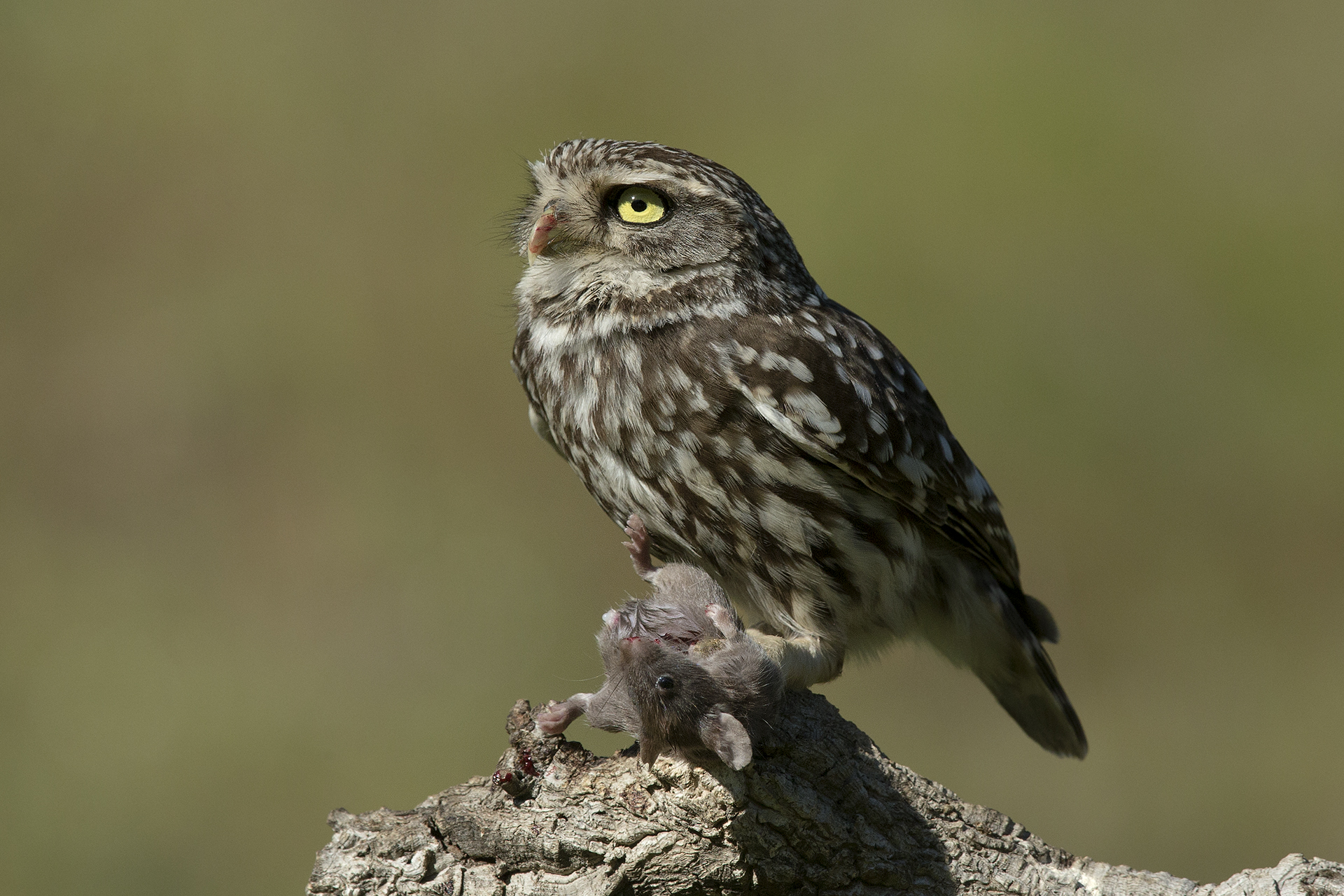 Owl