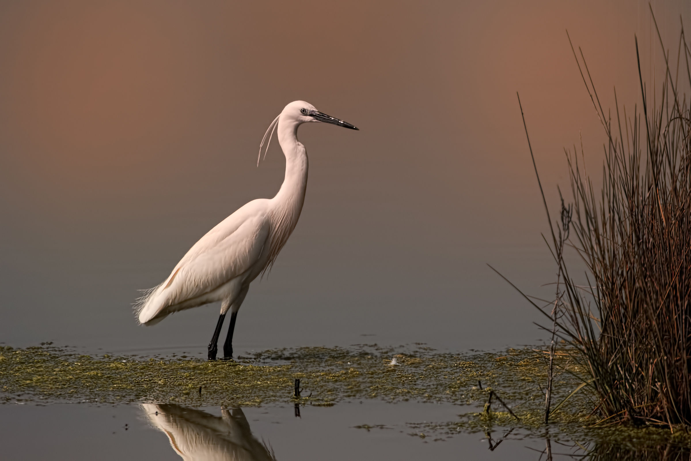 Little Egret (Egretta garzetta)