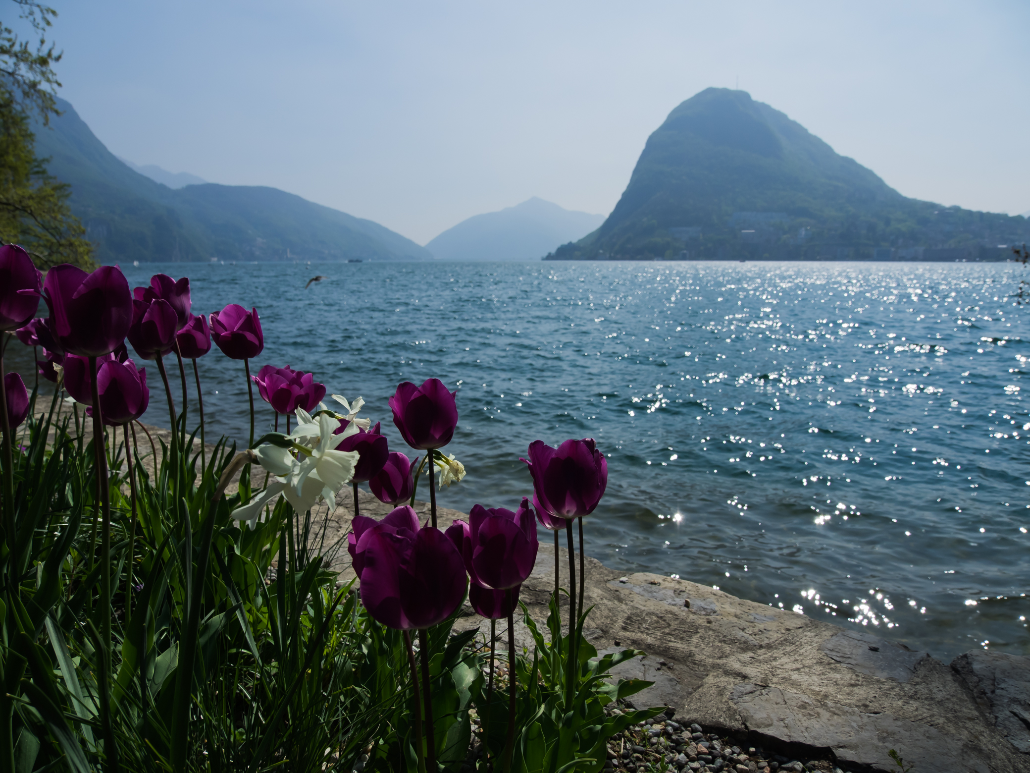 Paro Ciani Lugano CH
