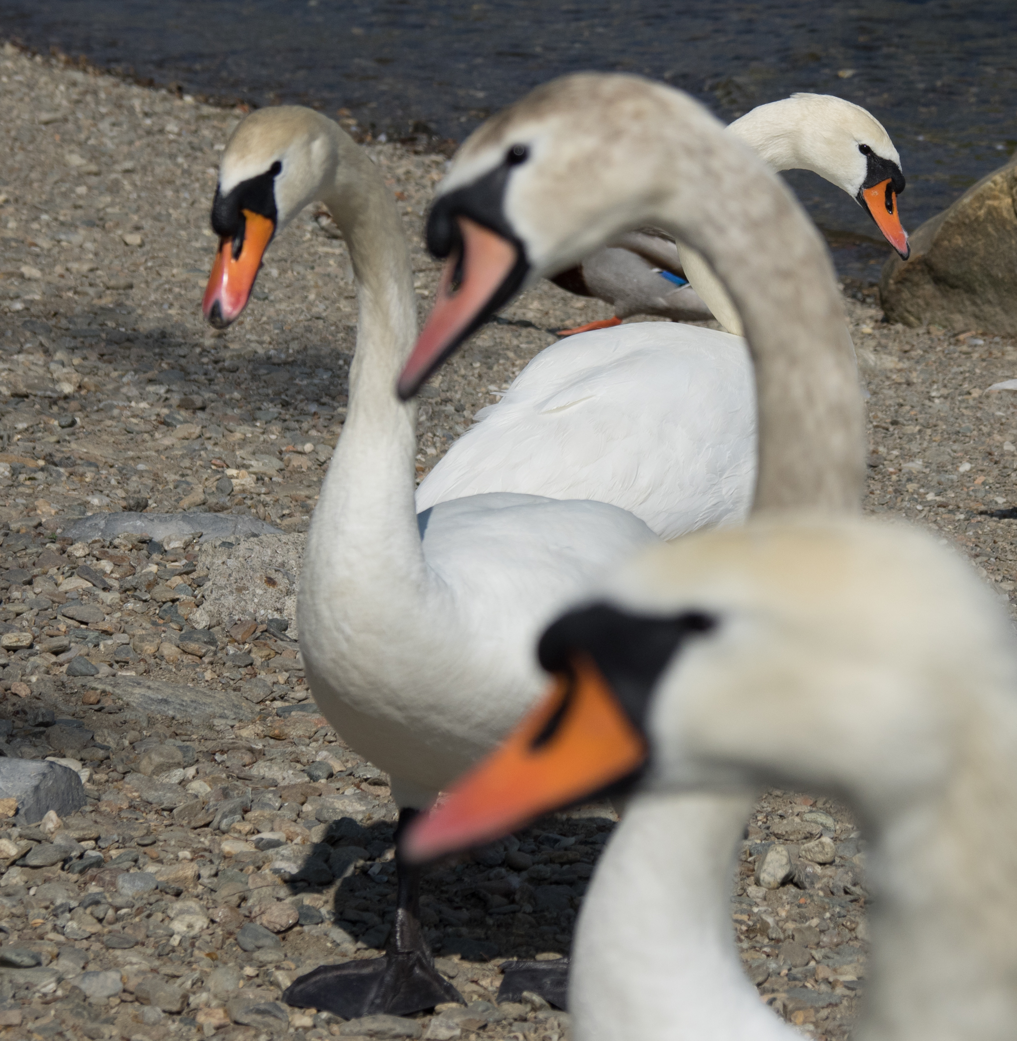 Parco Ciani Lugano CH