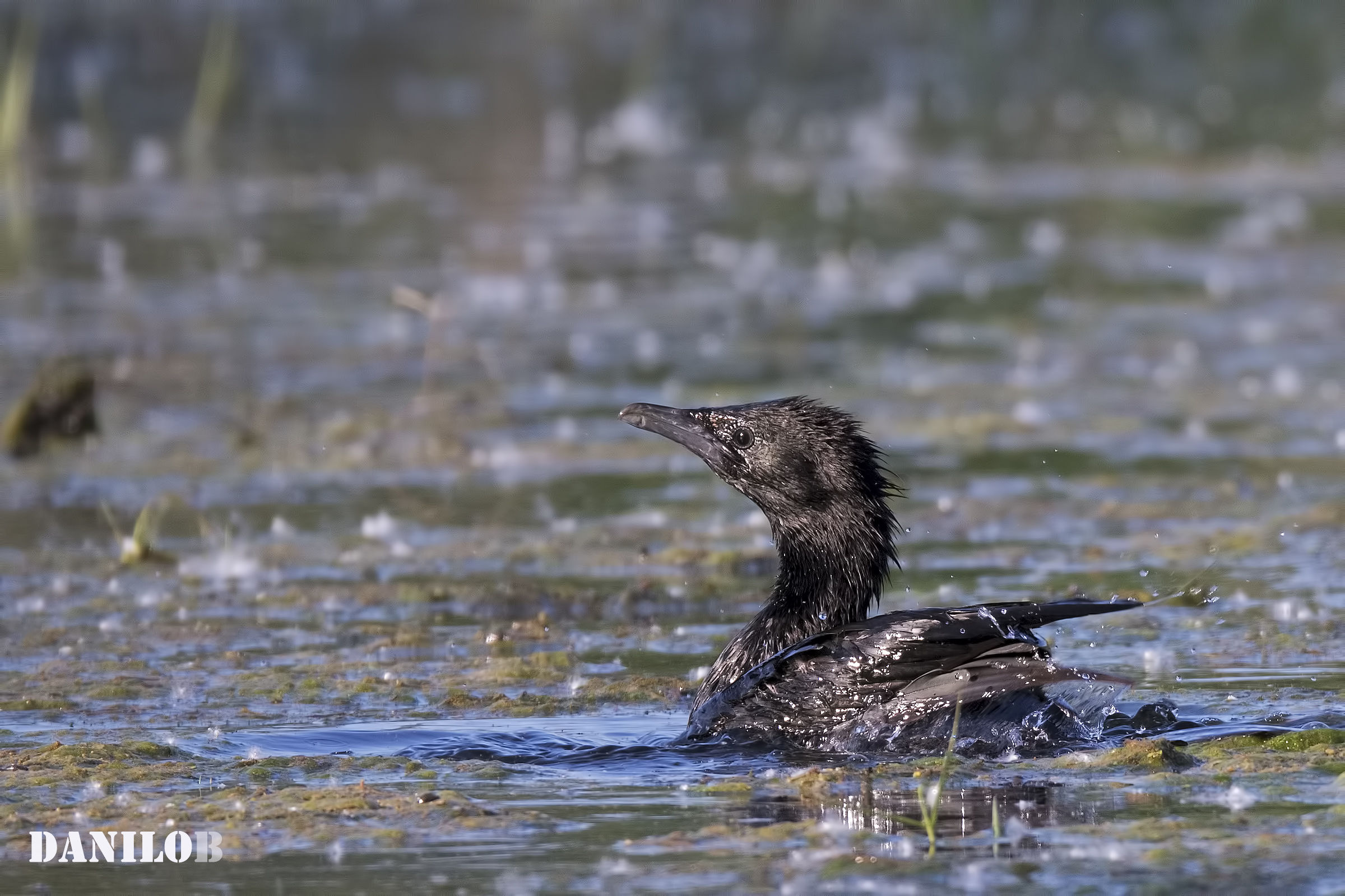Il bagnetto del marangone minore
