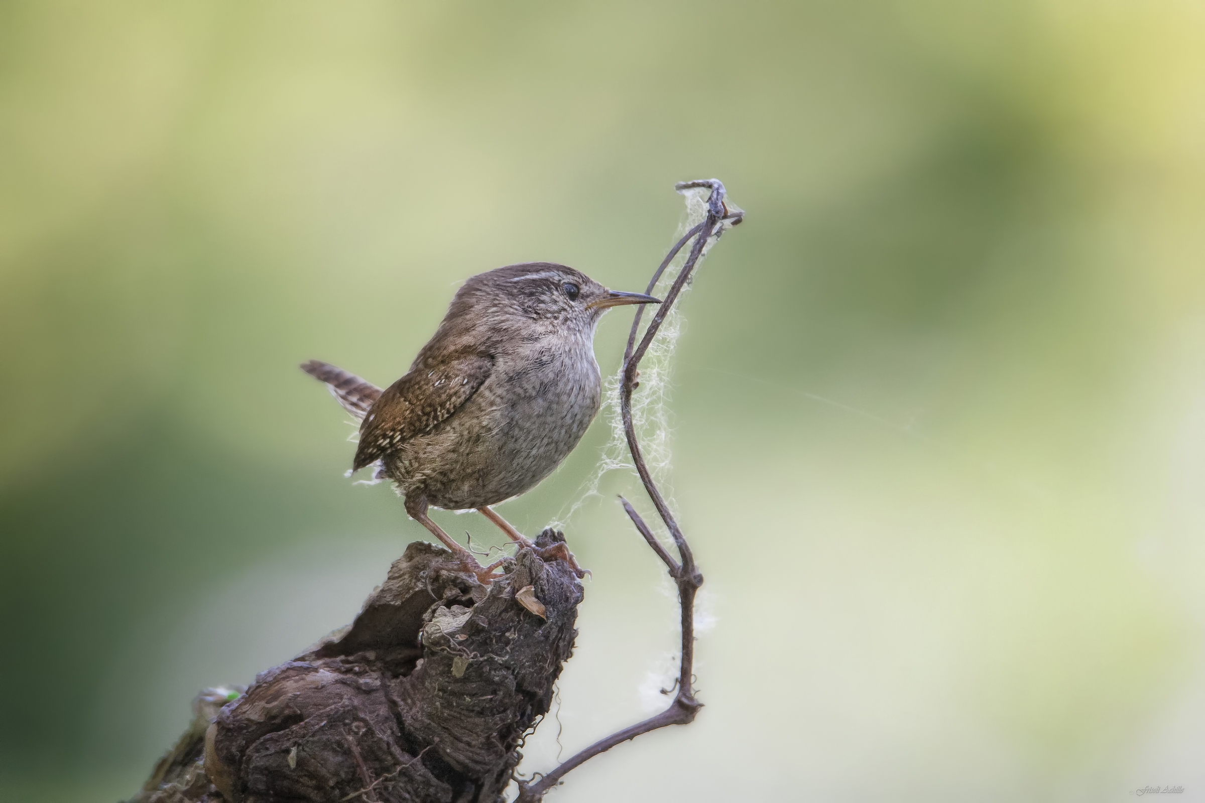 Wren
