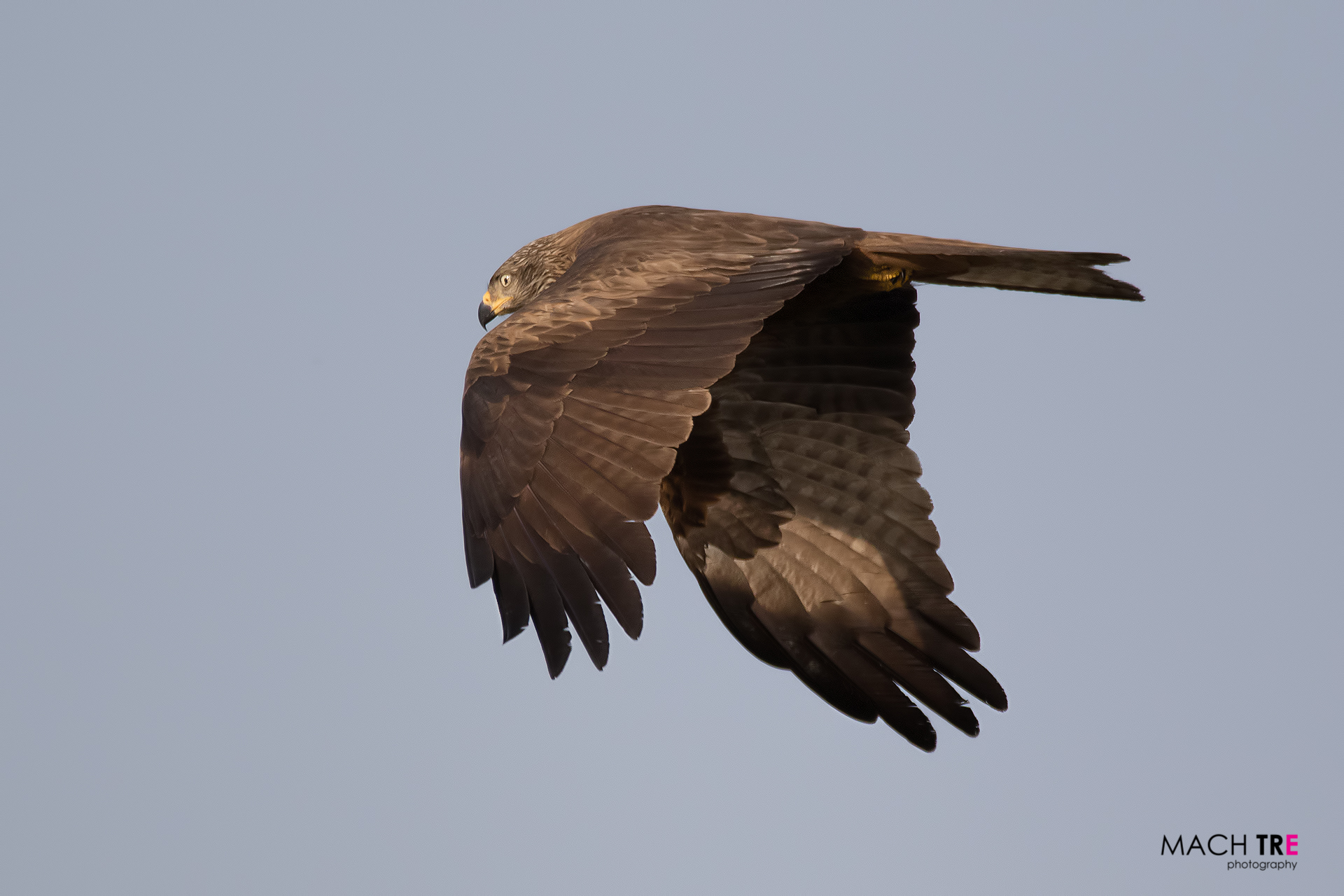Nibbio bruno (Milvus migrans)