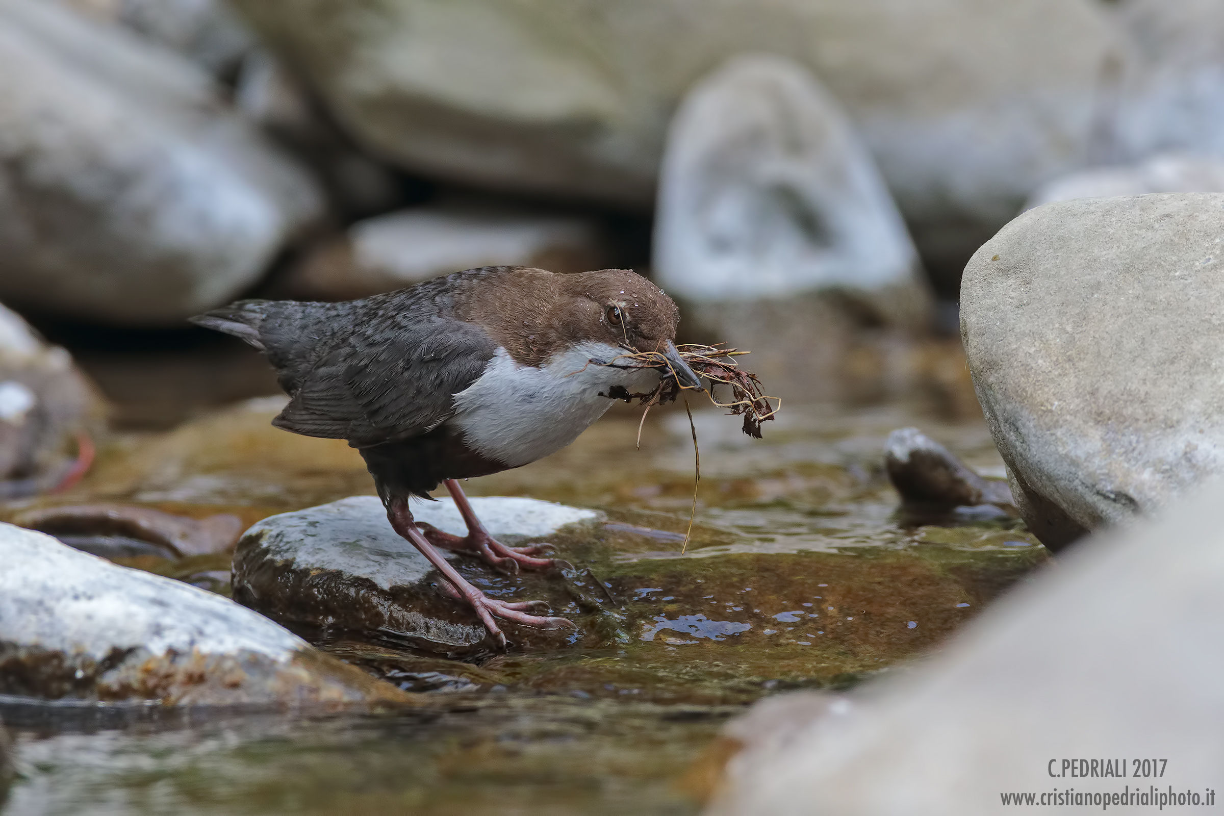Il duro lavoro del merlo acquaiolo...