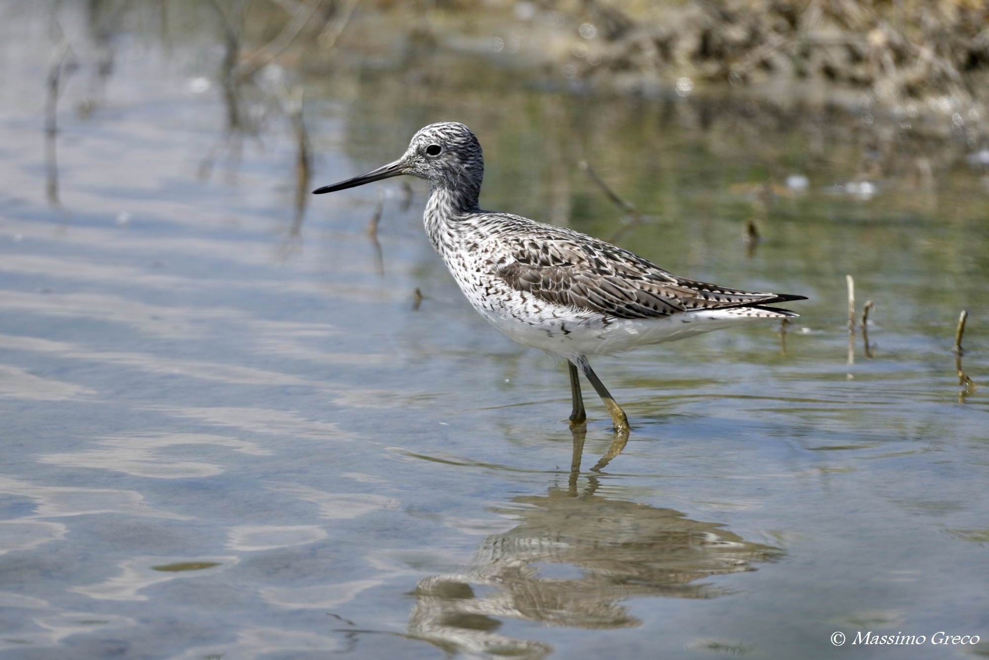 Pantana /Tringa nebularia)