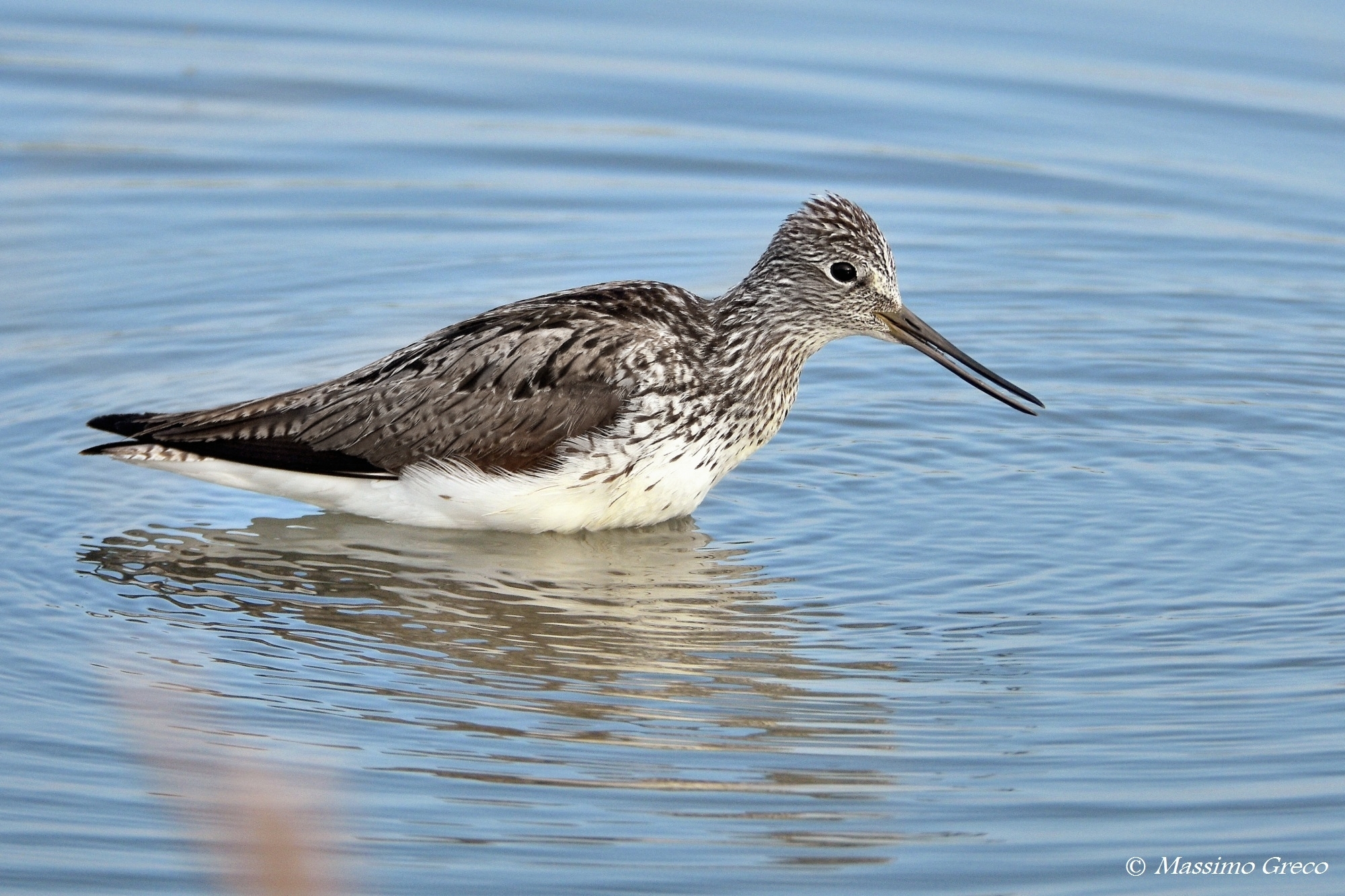 Greenshank / Tringa nebularia)