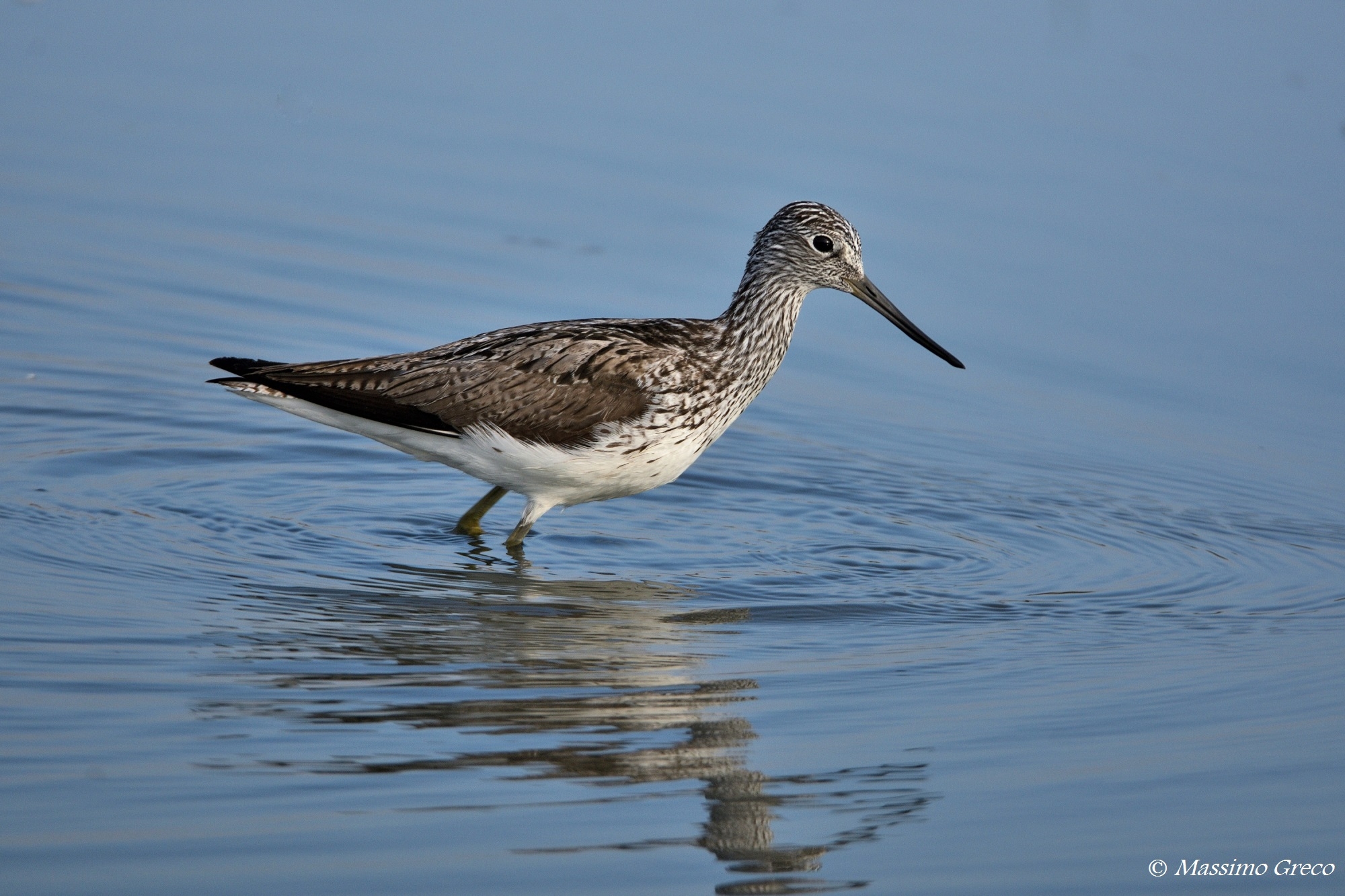 Pantana (Tringa nebularia)