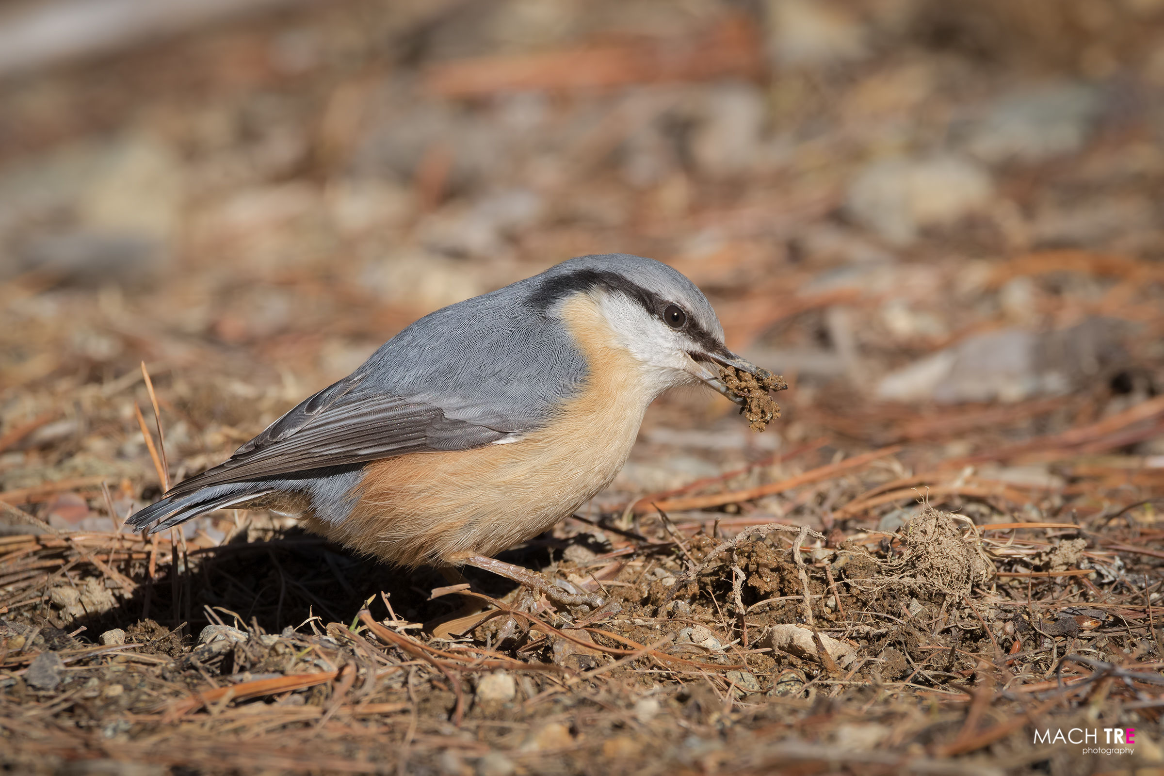 Picchio muratore (Sitta europaea)