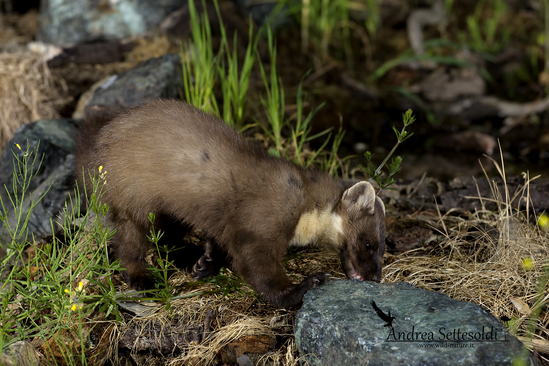 Marten criticisms and comments welcome.