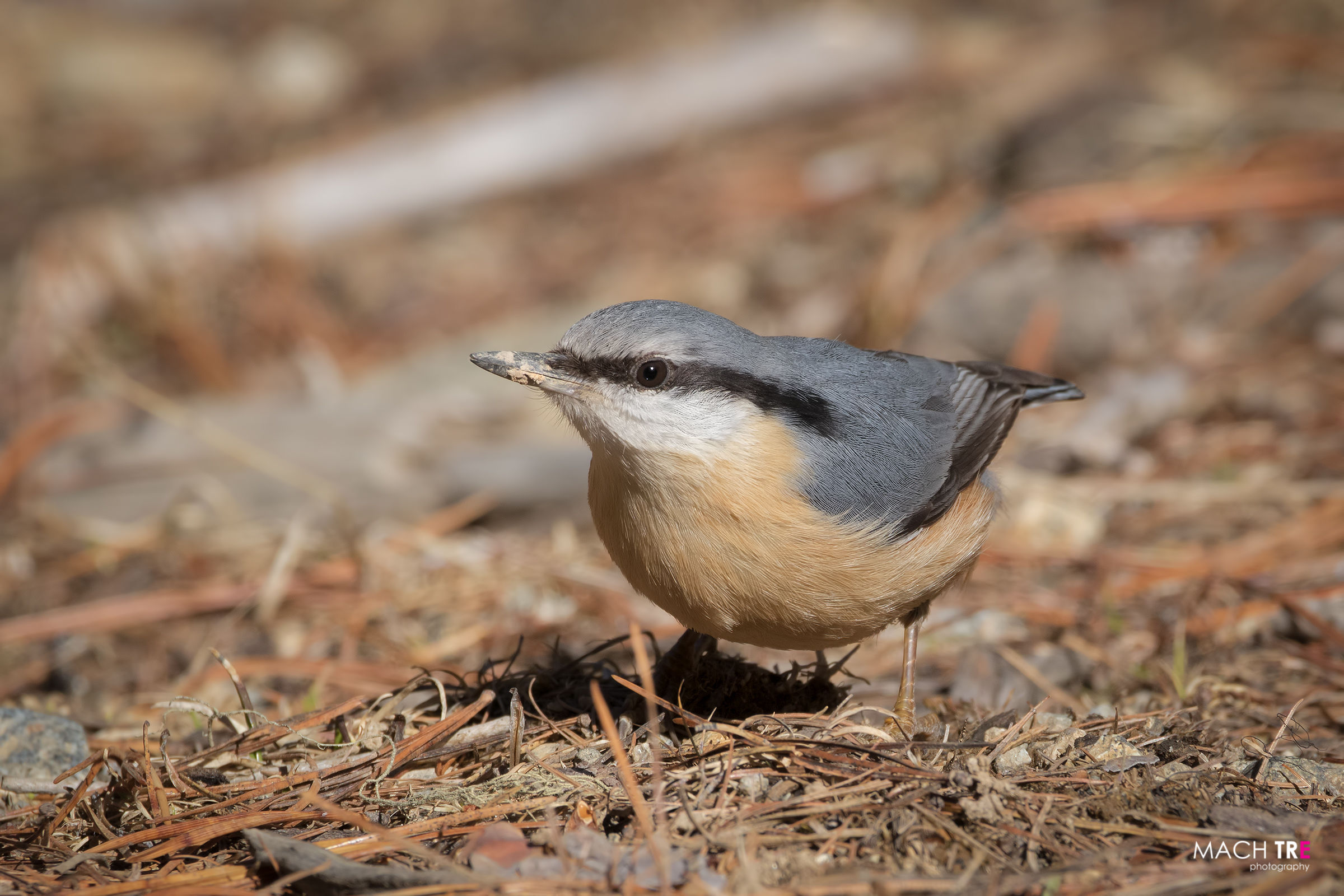 Picchio muratore (Sitta europaea)