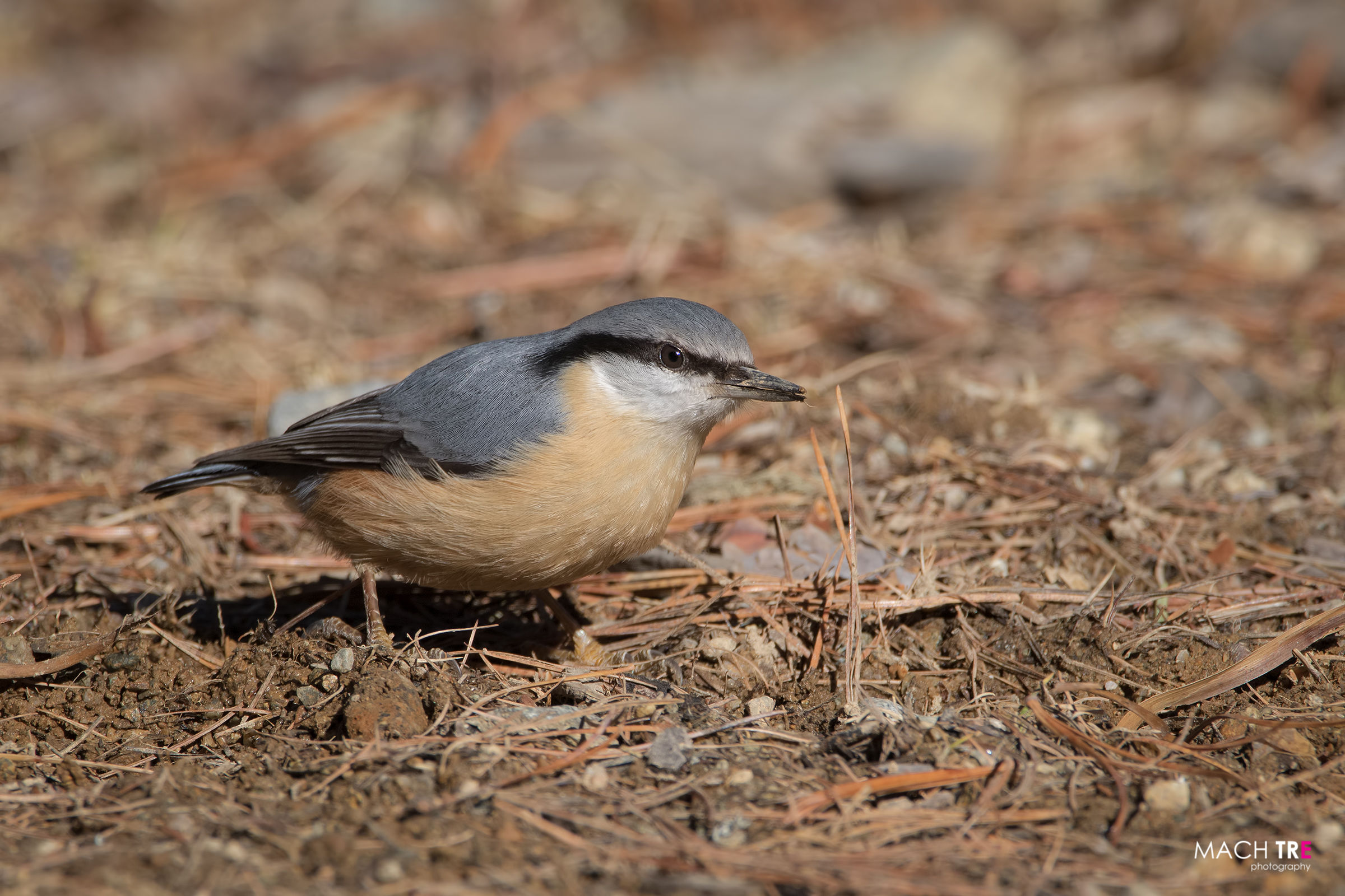 Picchio muratore (Sitta europaea)