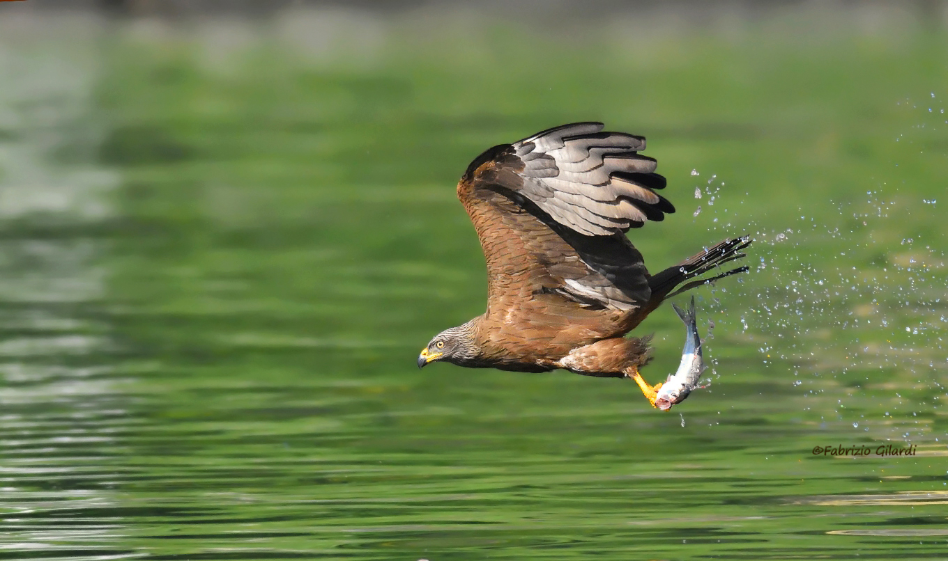 Black Kite (Milvus migrans)