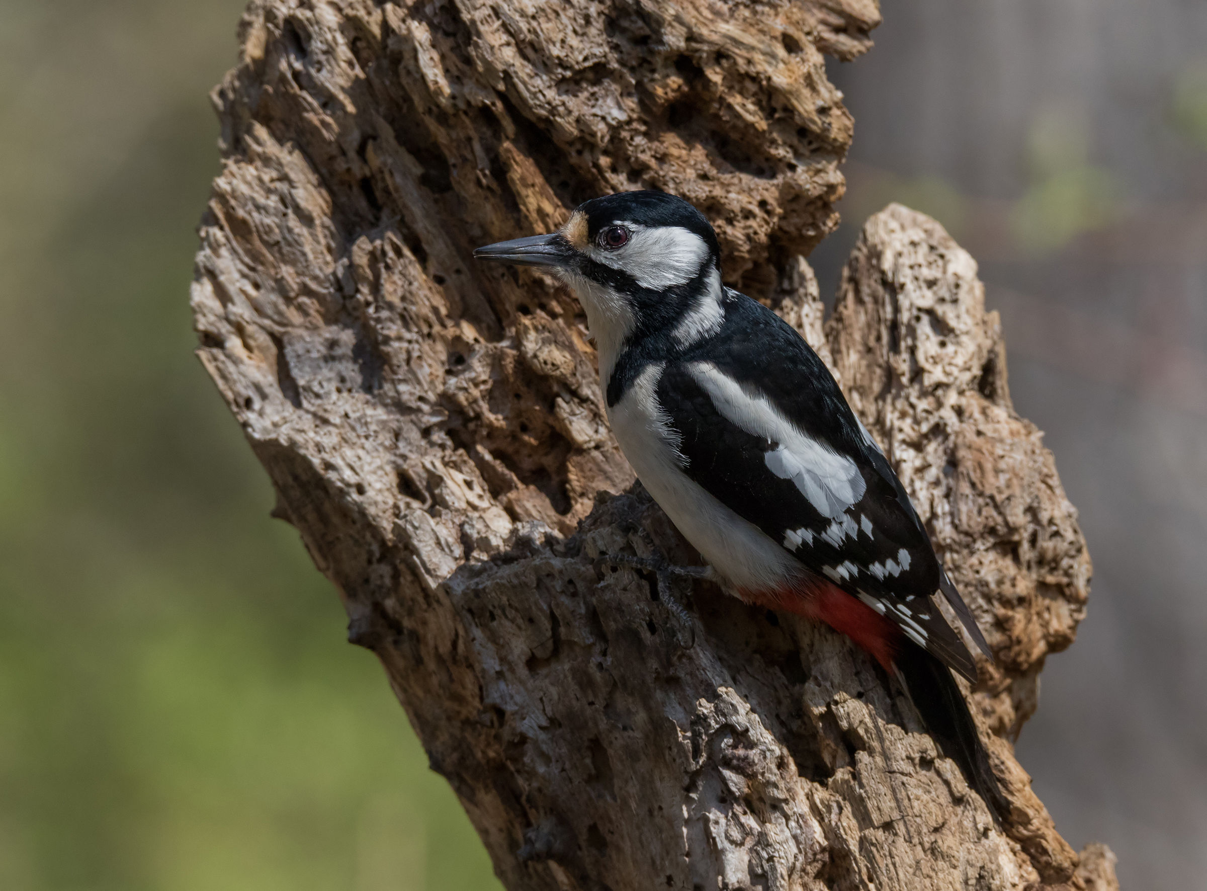 Spotted Woodpecker (F)