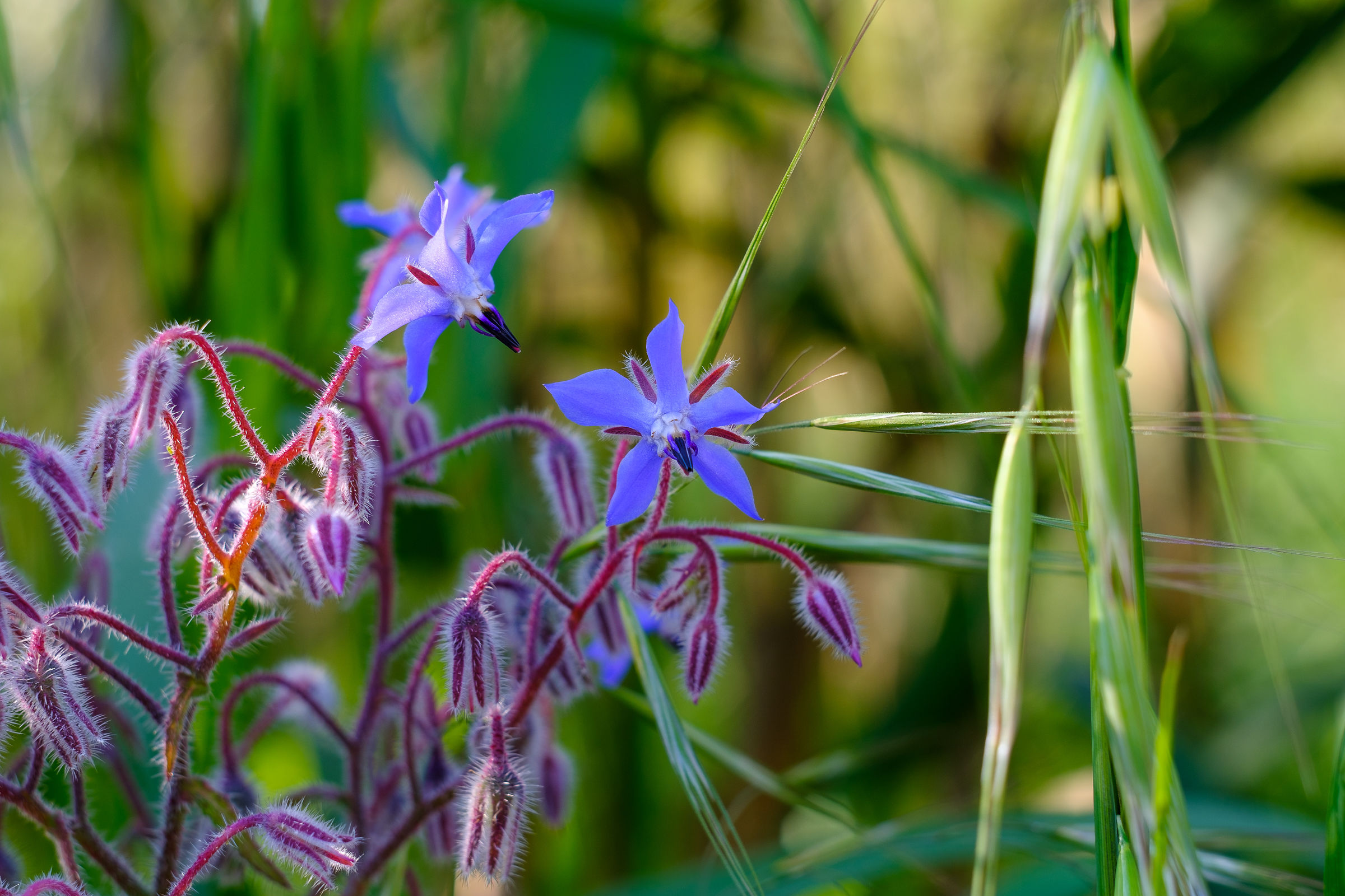 Borago officinalis