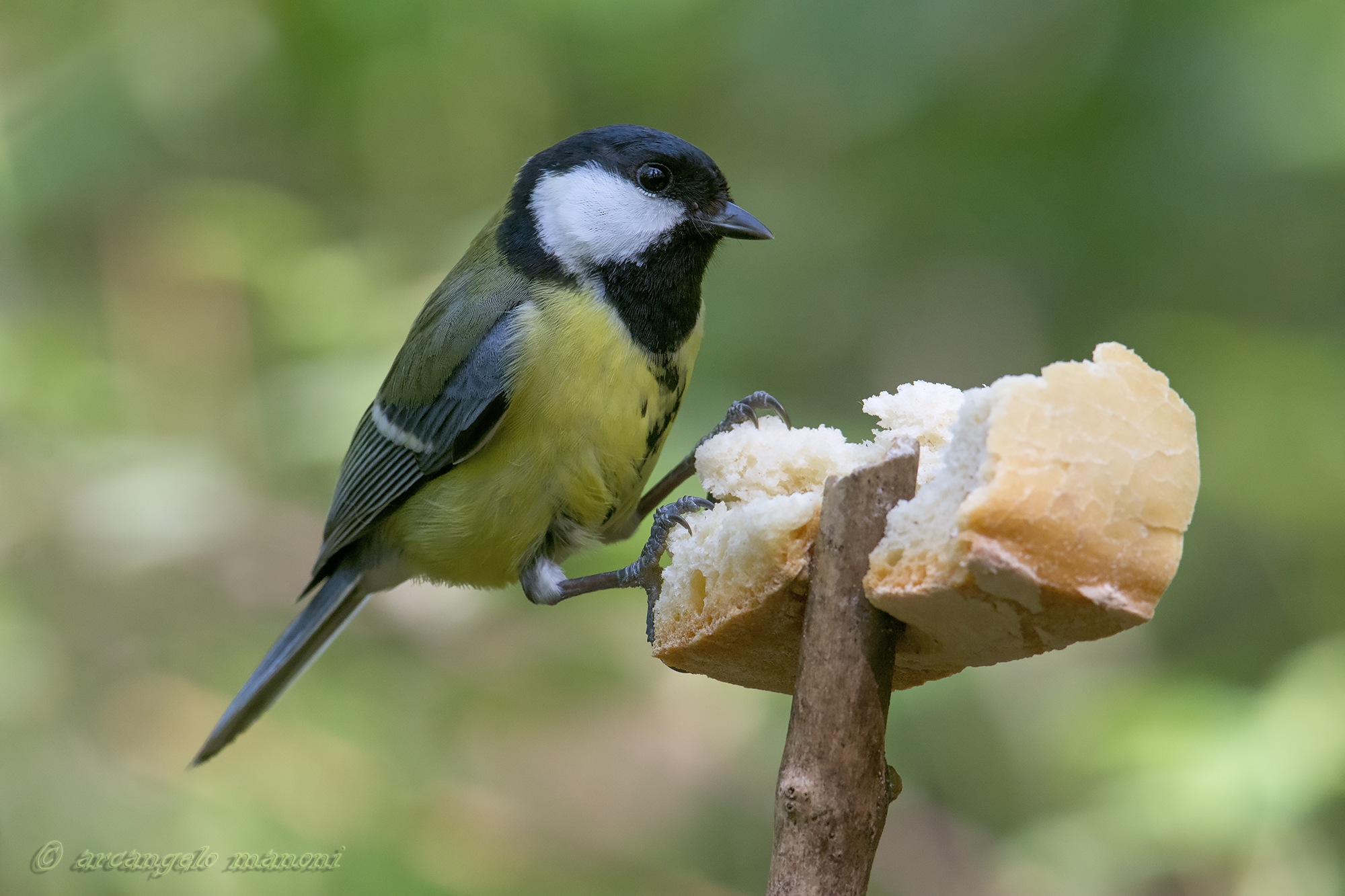 Dacci oggi il nostro pane quotidiano