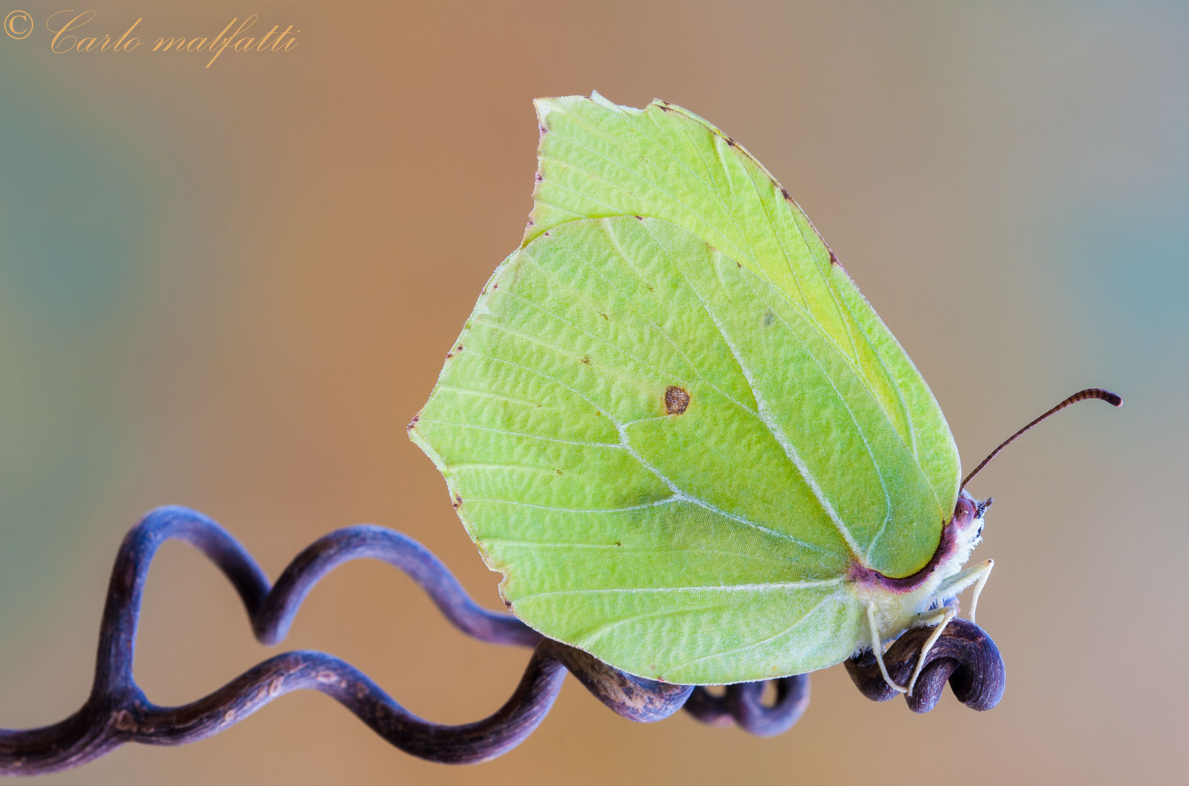 altra simpatica cedronella di aprile......