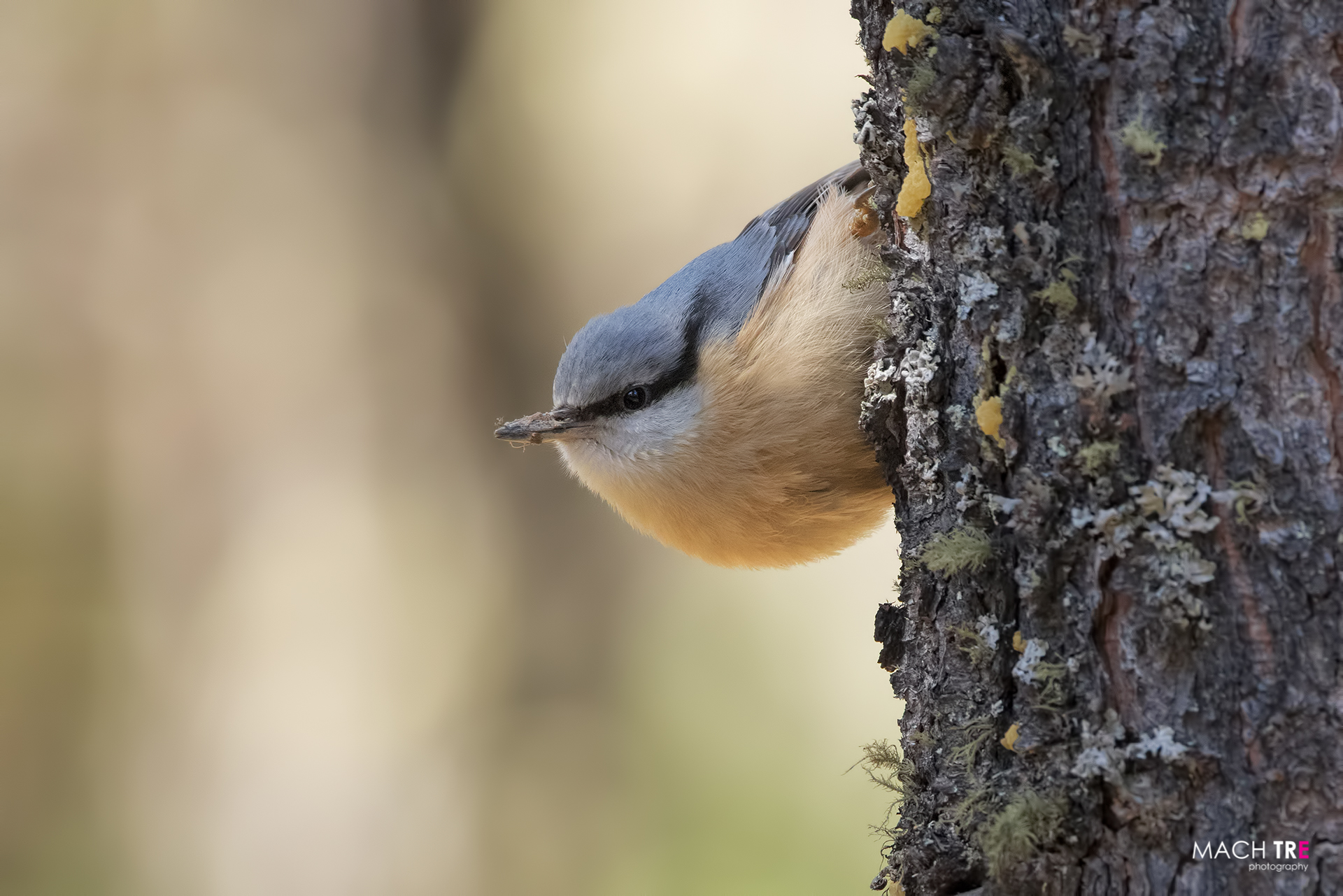 Picchio muratore (Sitta europaea)