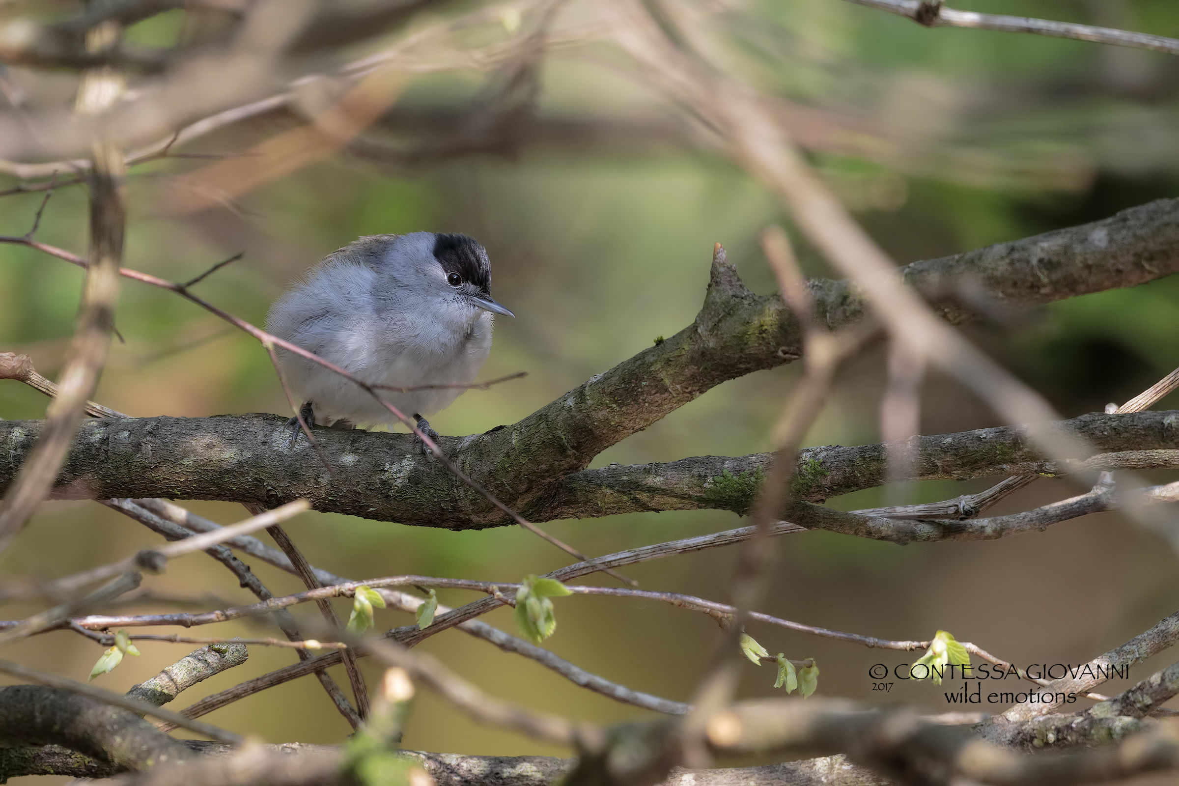 male blackcap
