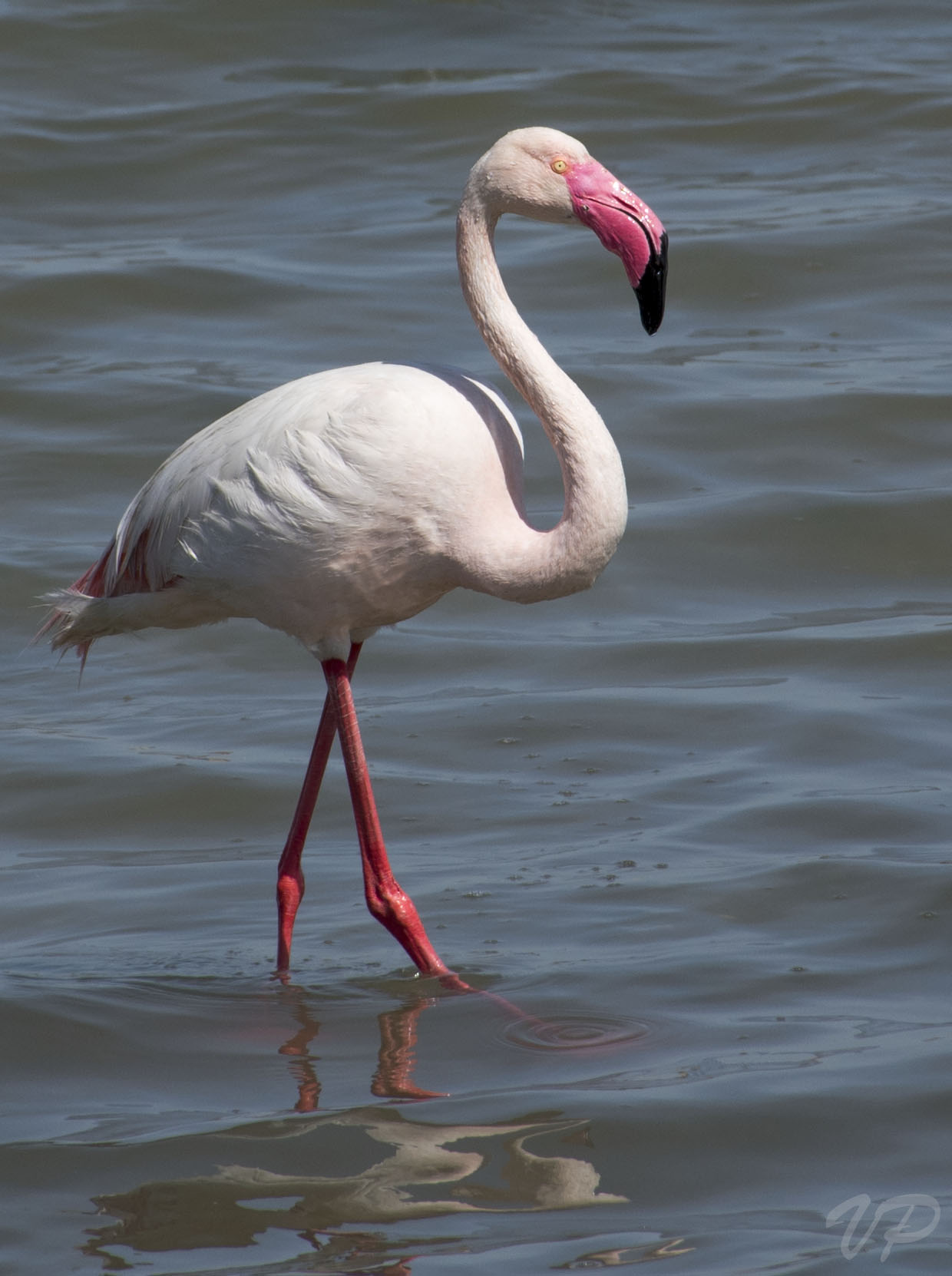Pink flamingo