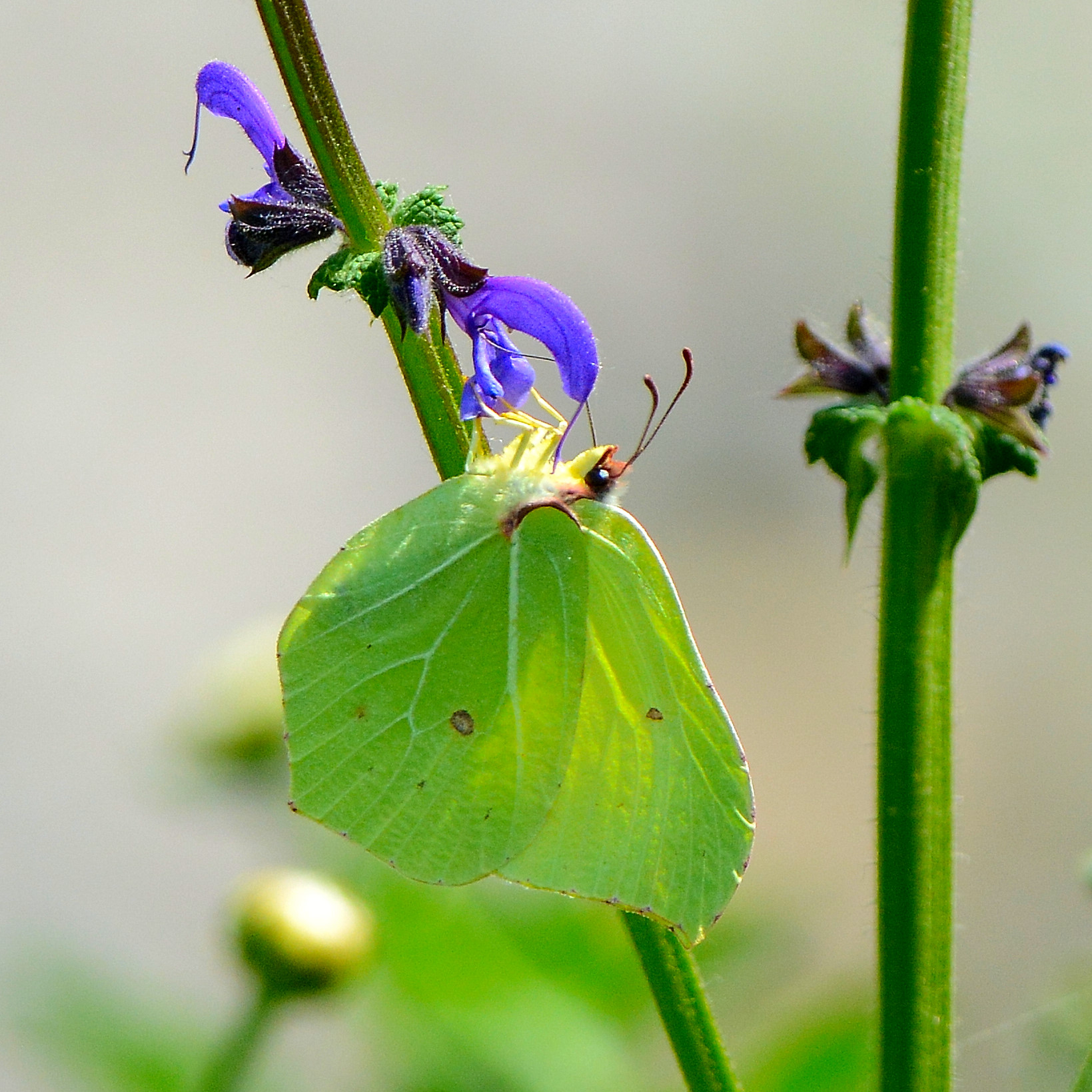 Incontro con una farfalla