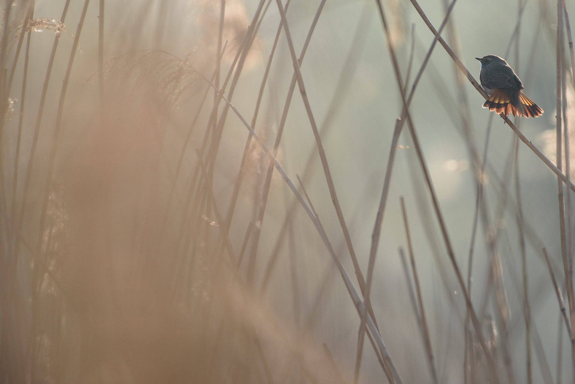 The tail of the bluethroat
