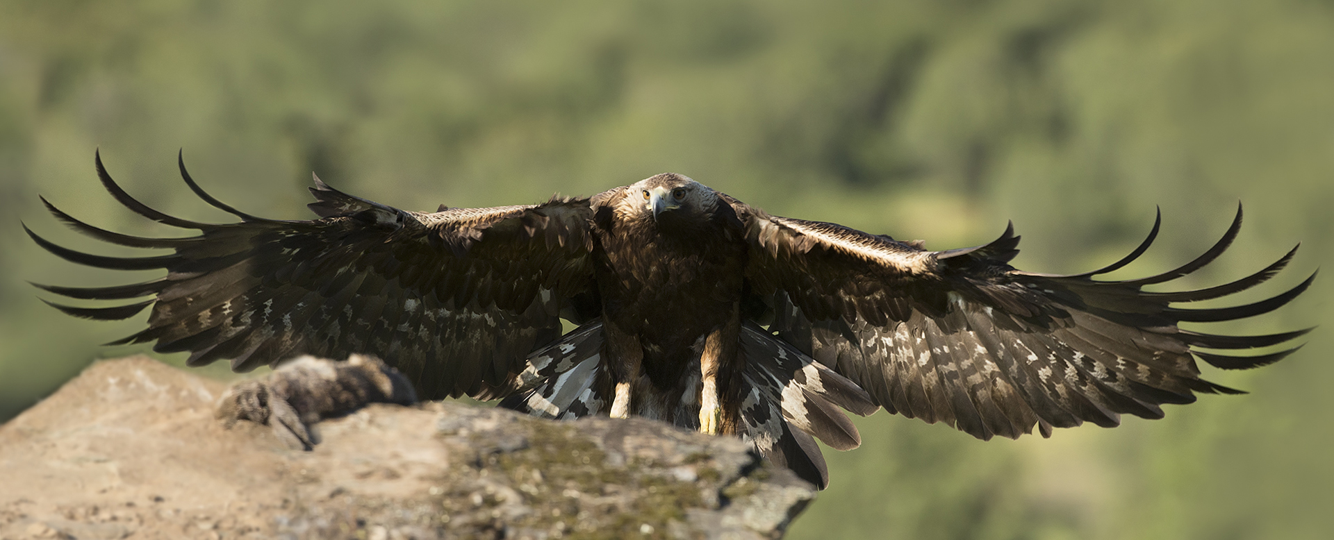 Golden Eagle