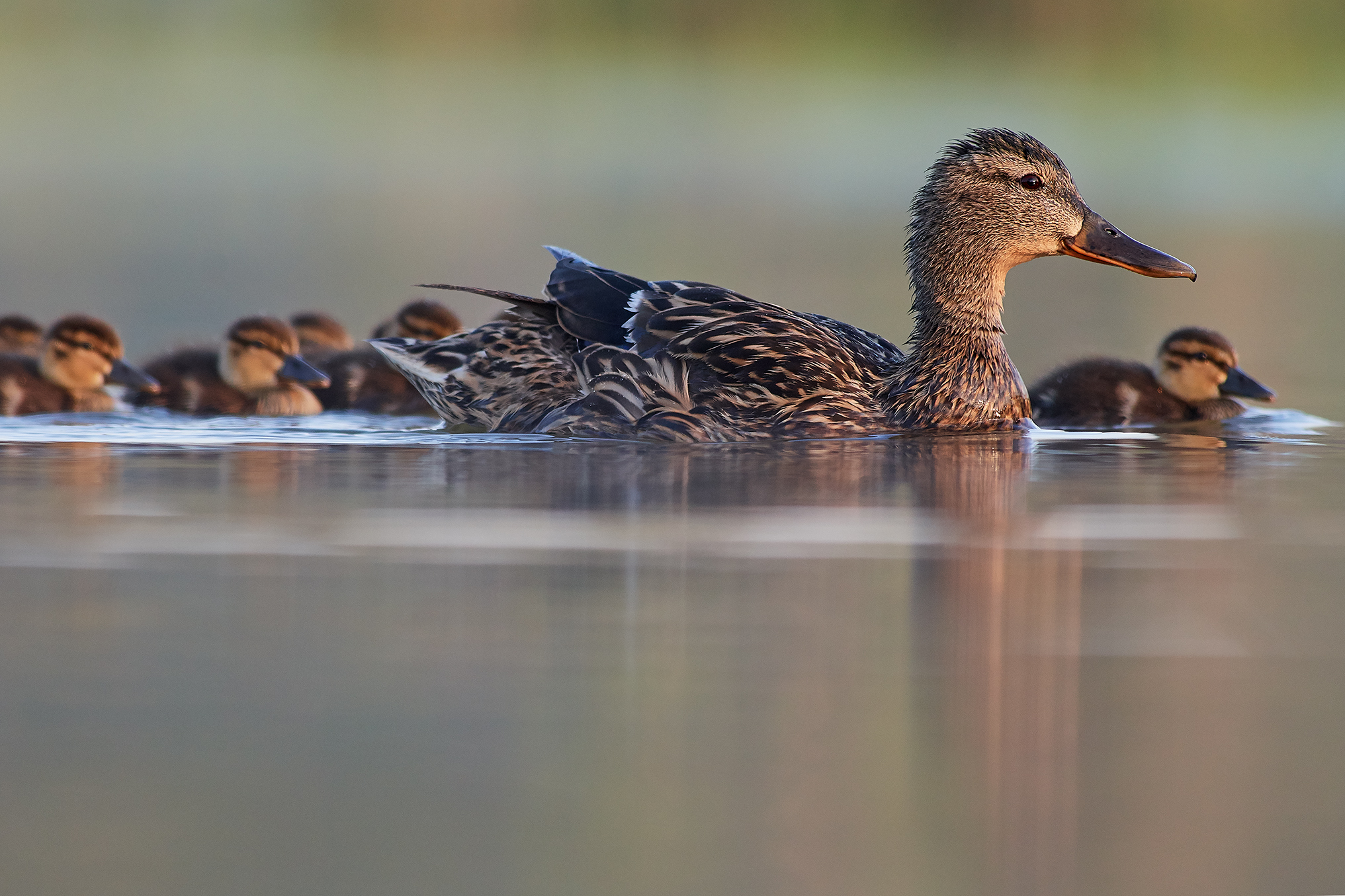 Germano female with cubs