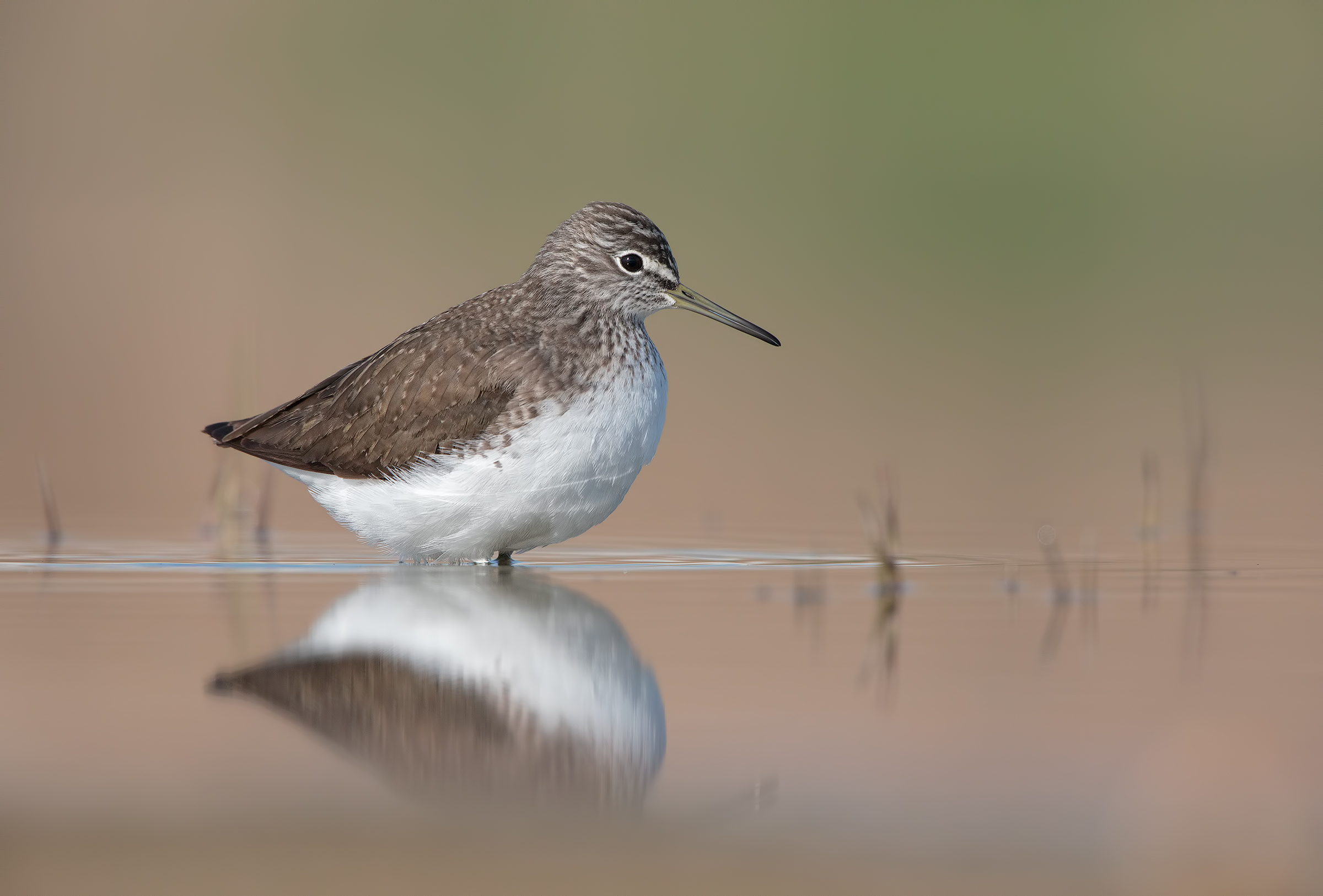 Green Sandpiper