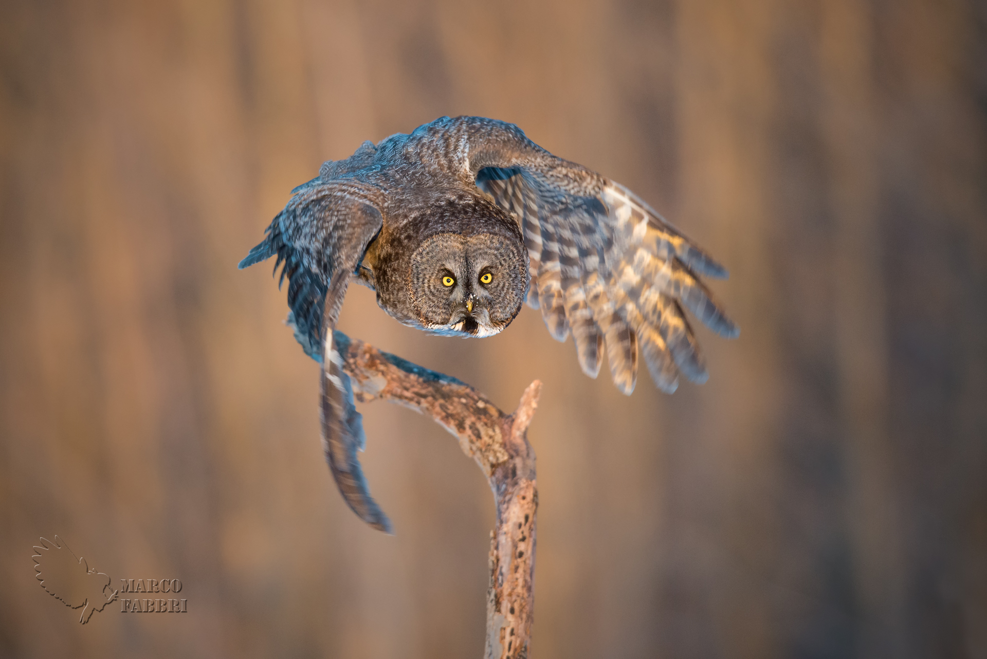 Great Gray Lapland dawn