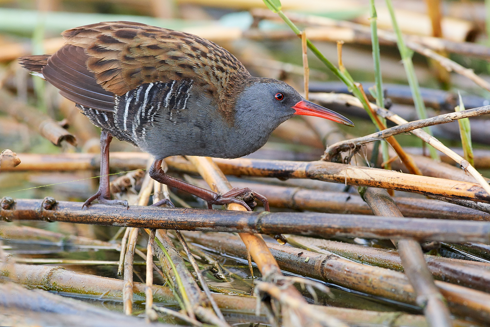 Water Rail