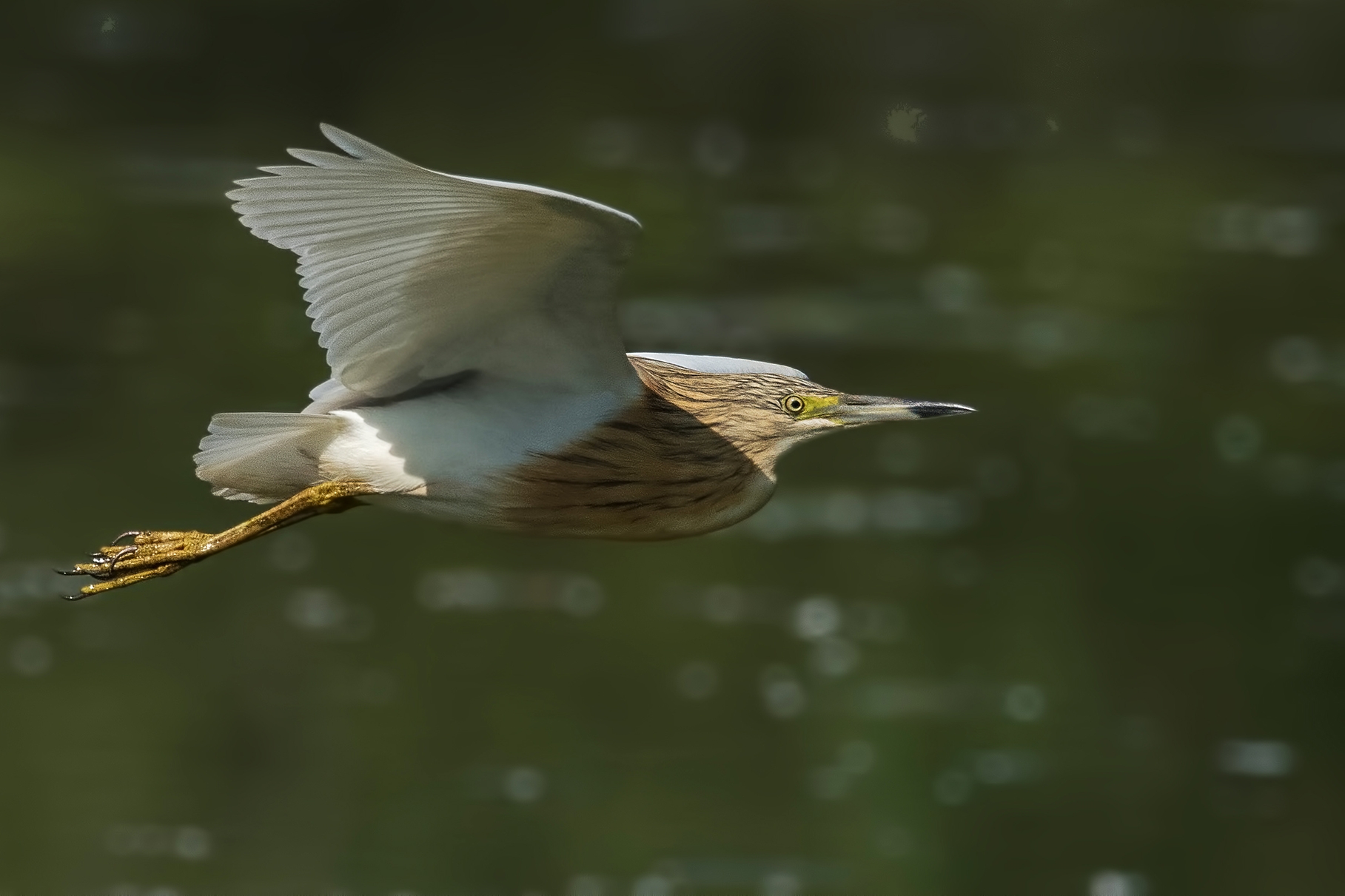 prime sgarze ciuffetto