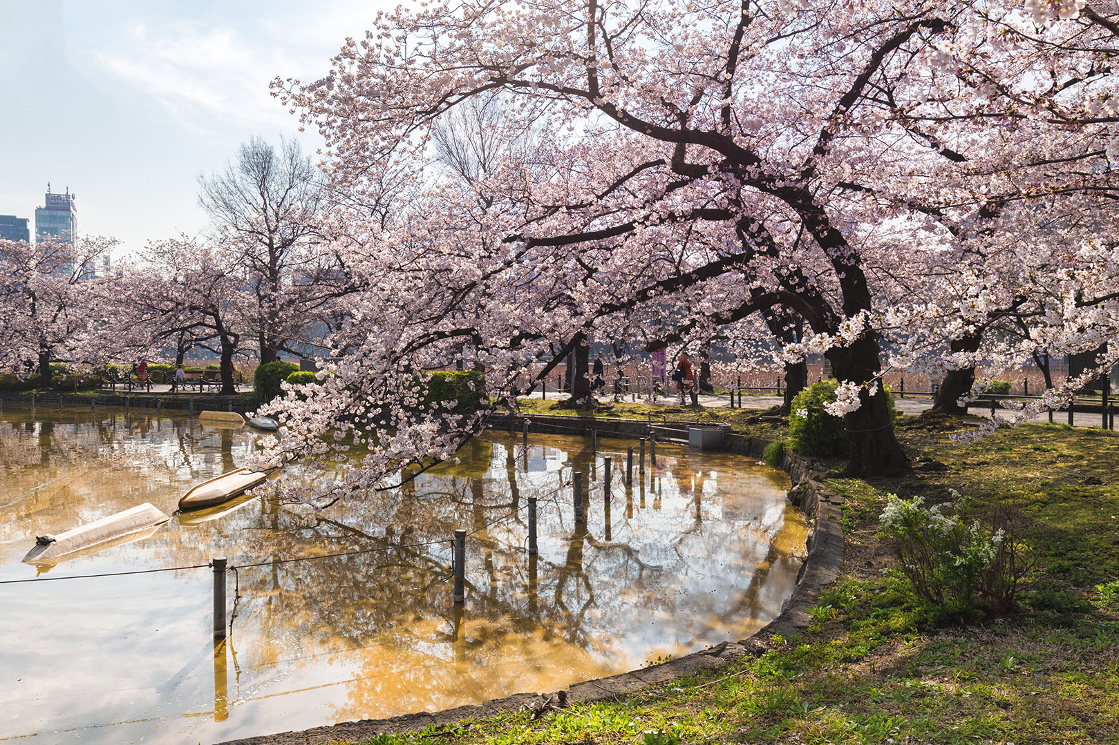 Fioritura al parco di Ueno