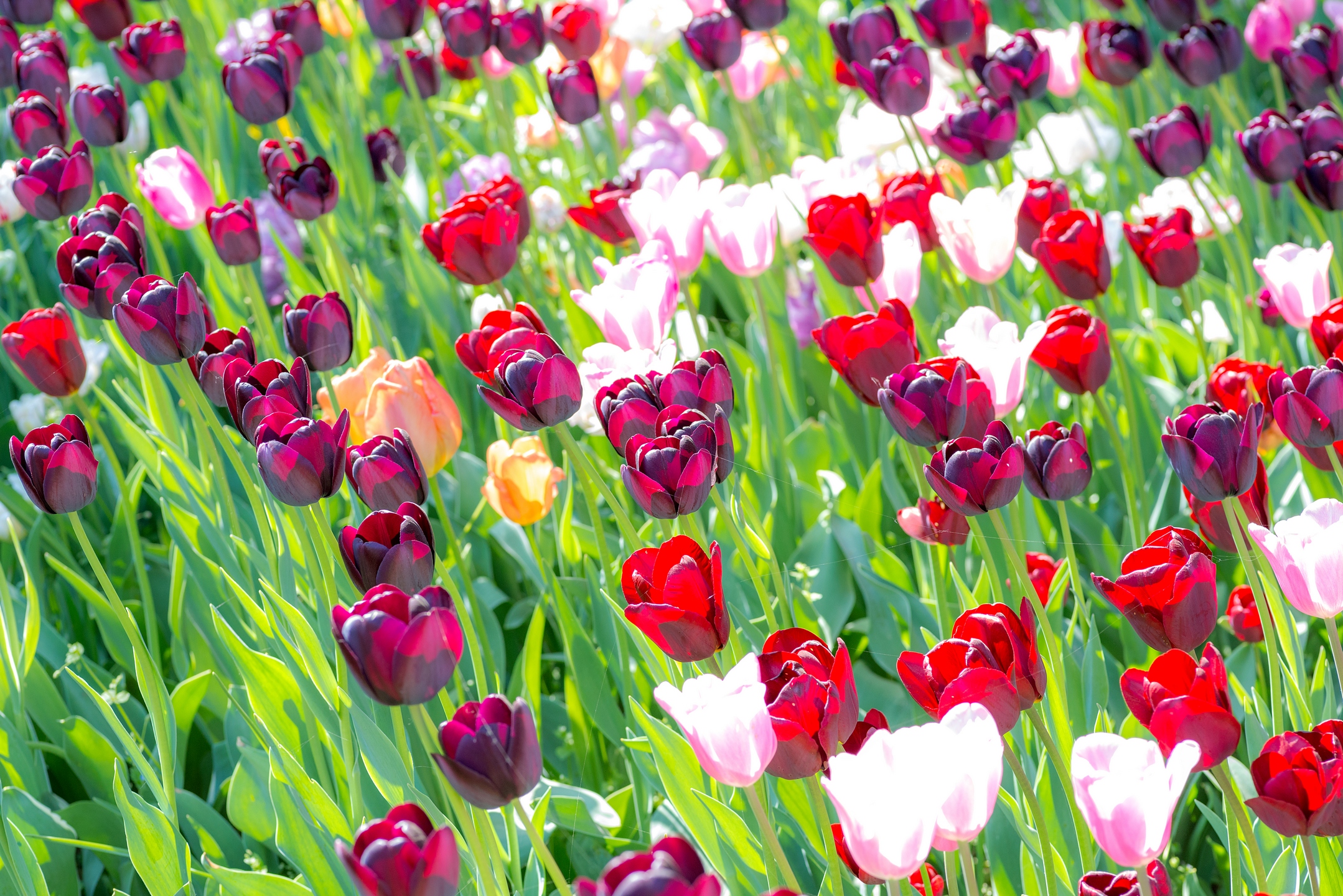 Tulips wallpaper 2