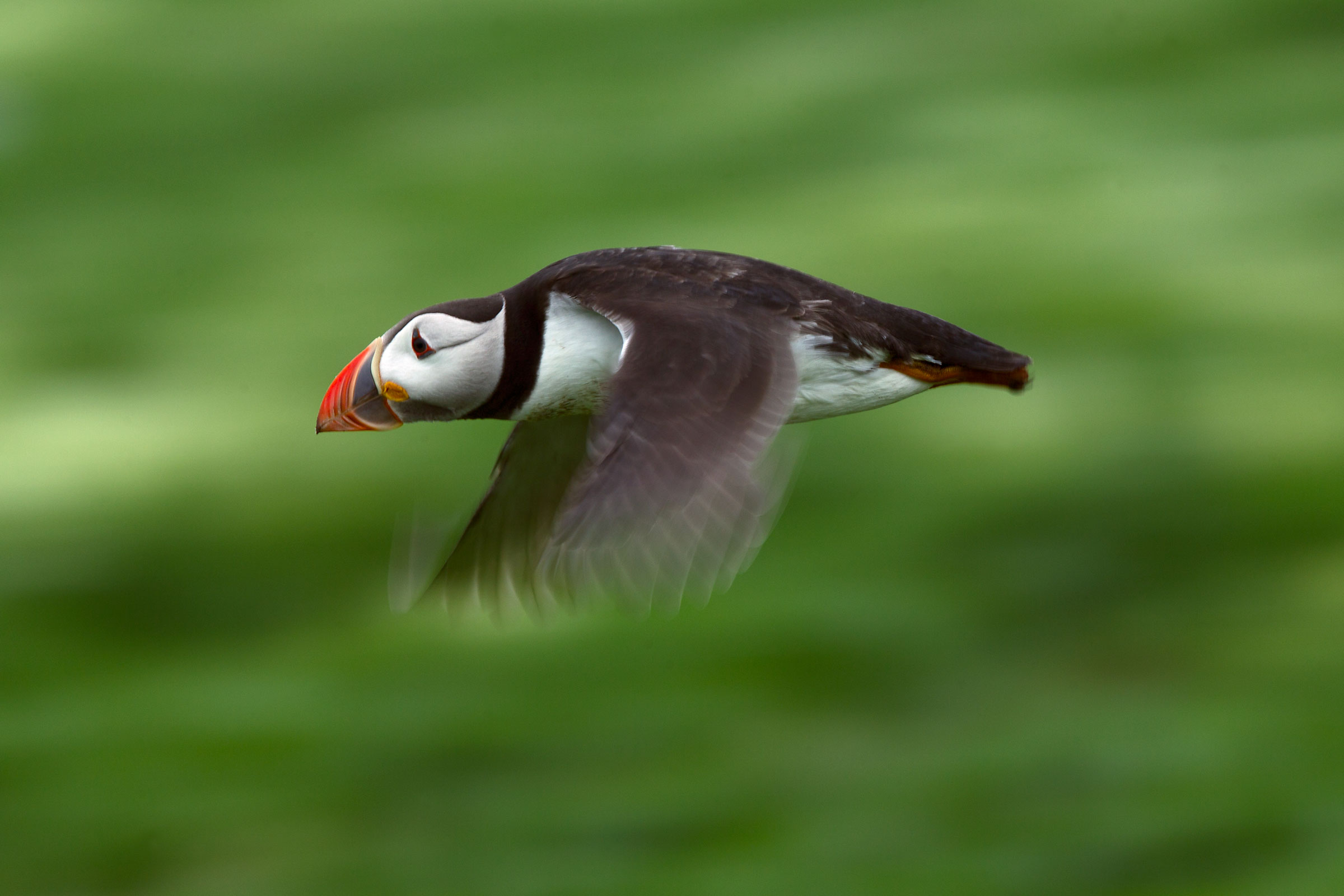 Pulcinella in flight
