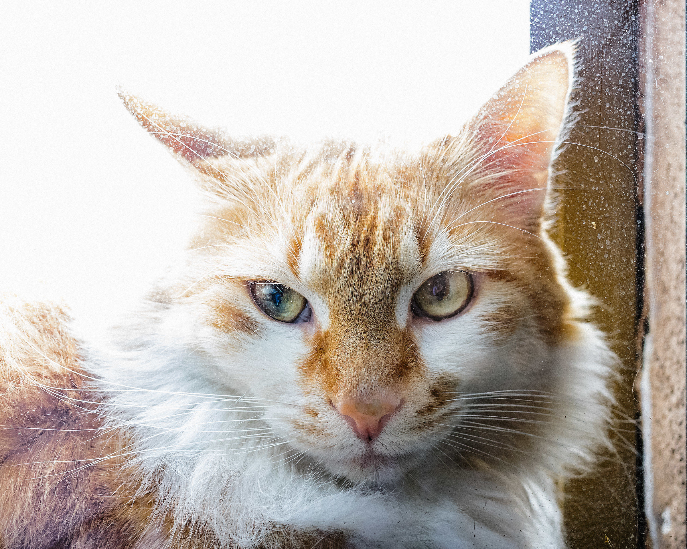 Un Gattone alla finestra