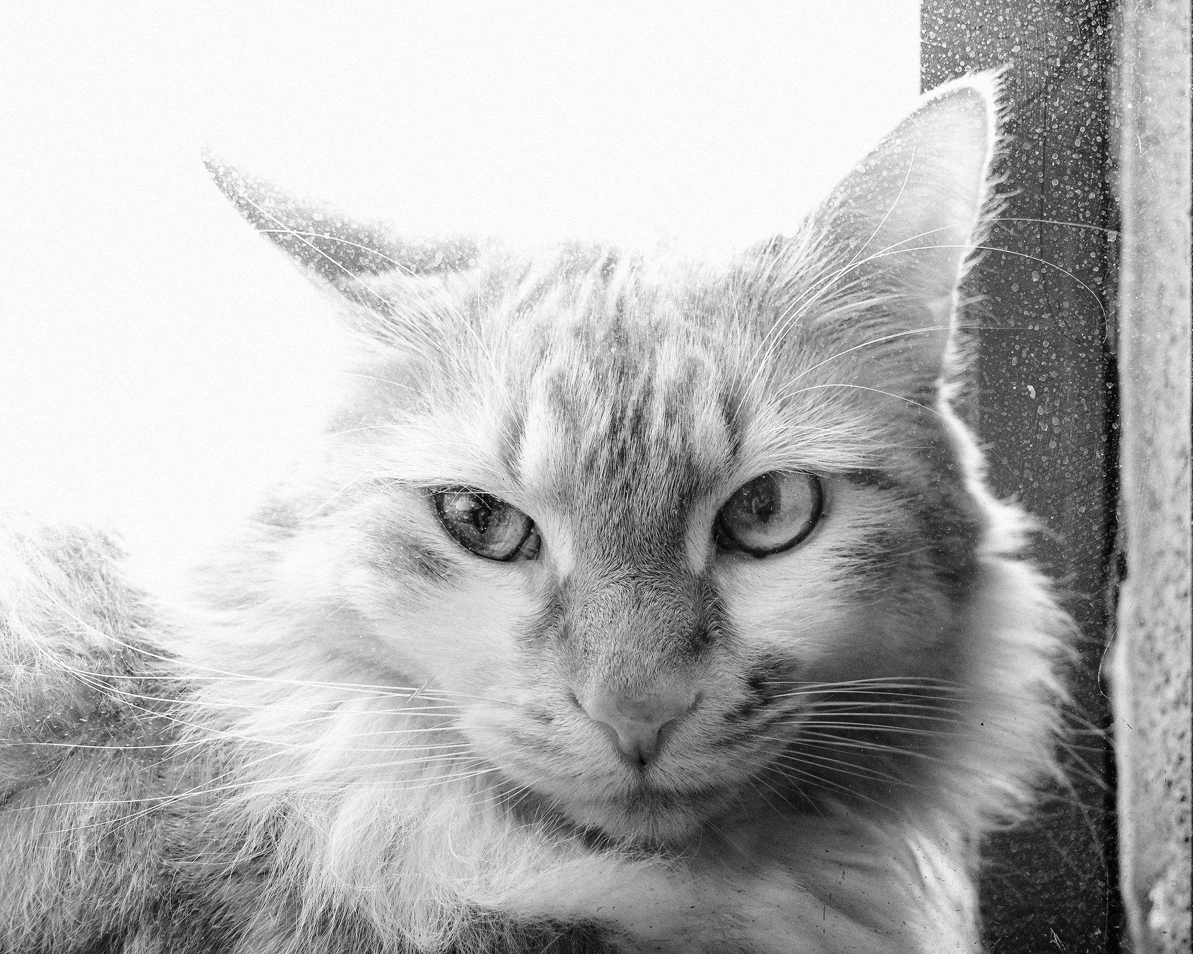 Un Gattone alla finestra BN