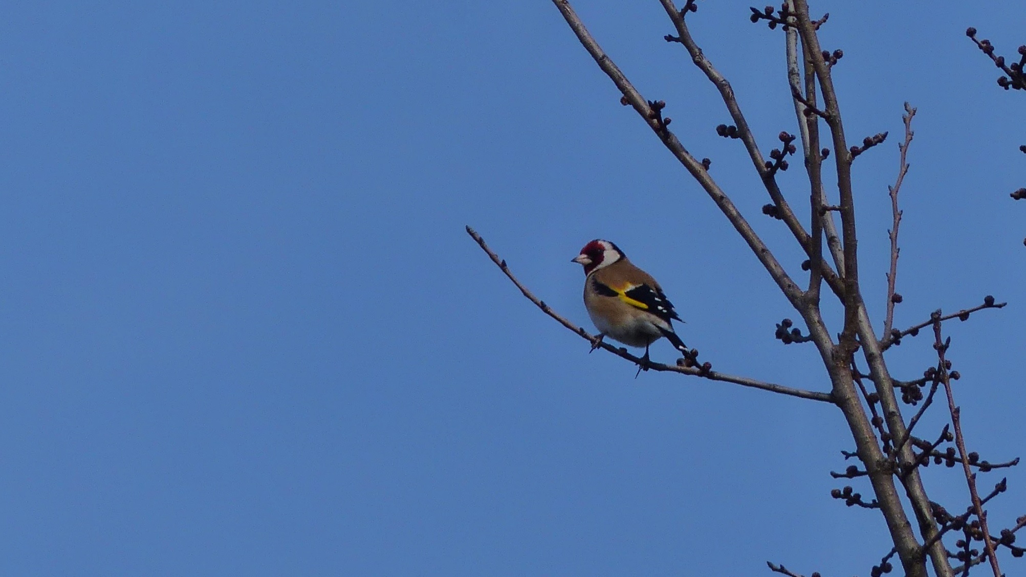 Goldfinch