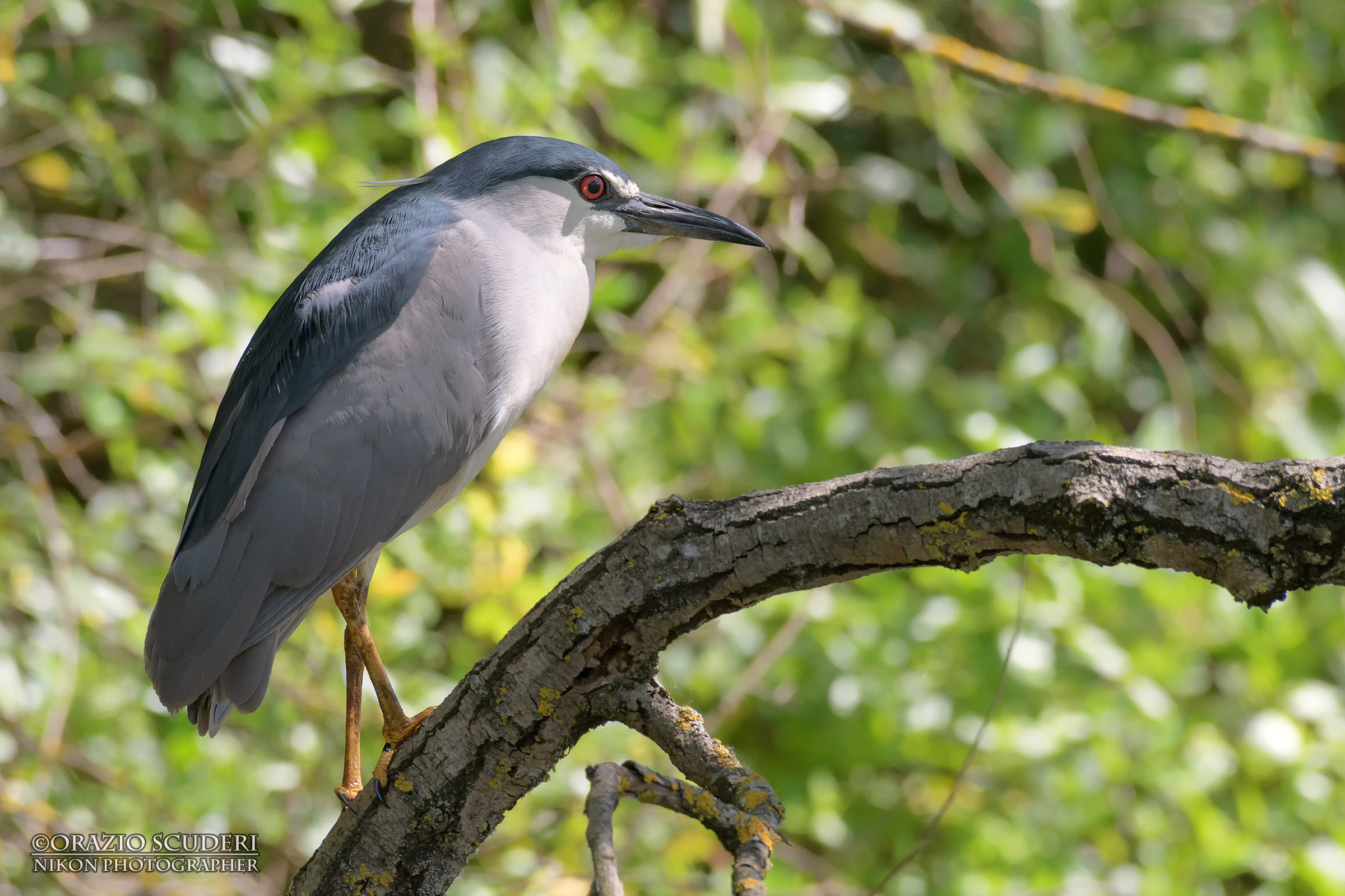 Nycticorax nycticorax