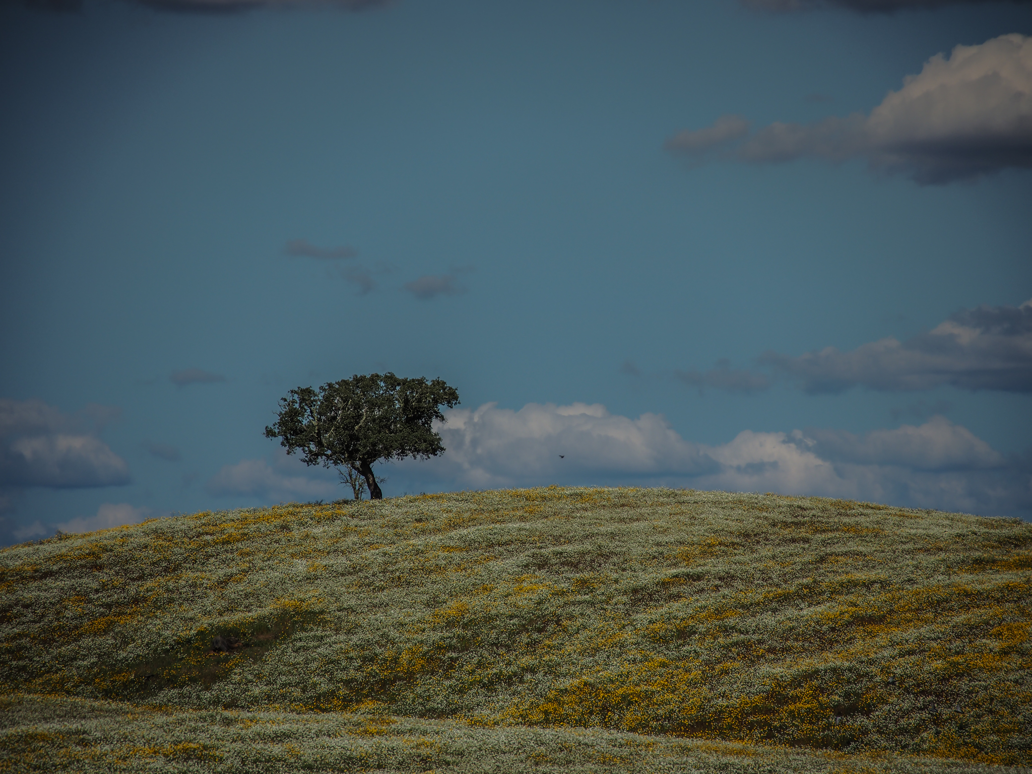 Primavera no Alentejo