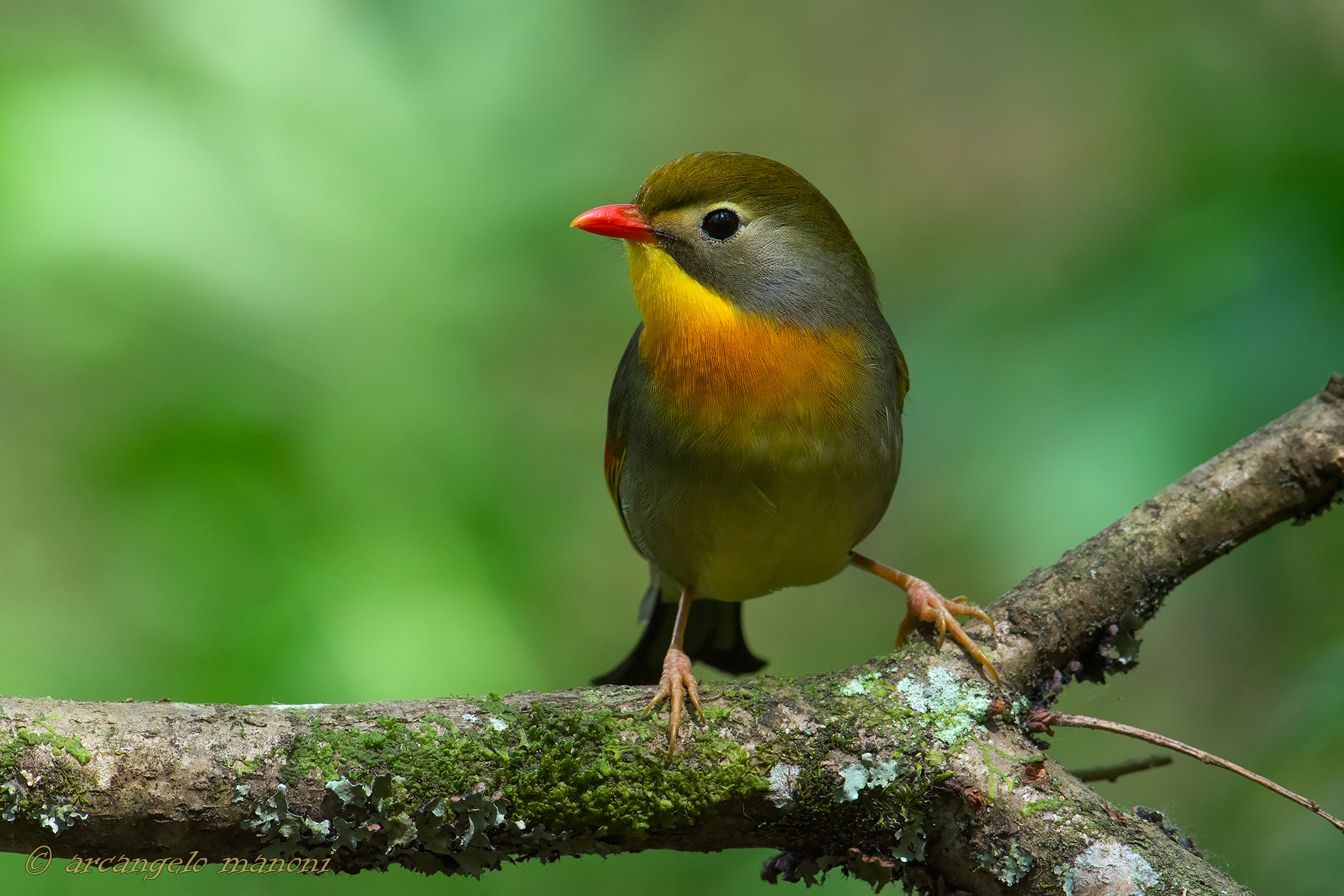 Pieno di grazia e colore