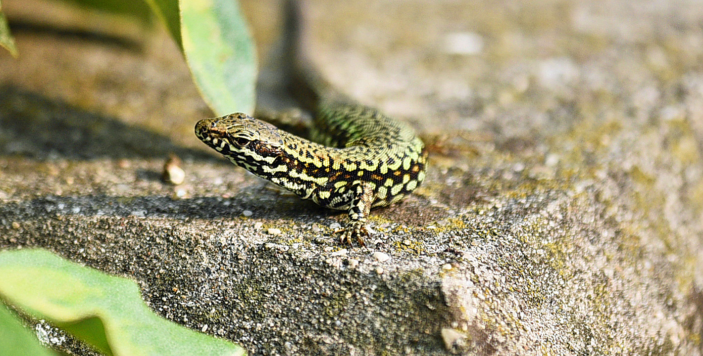 wall lizard