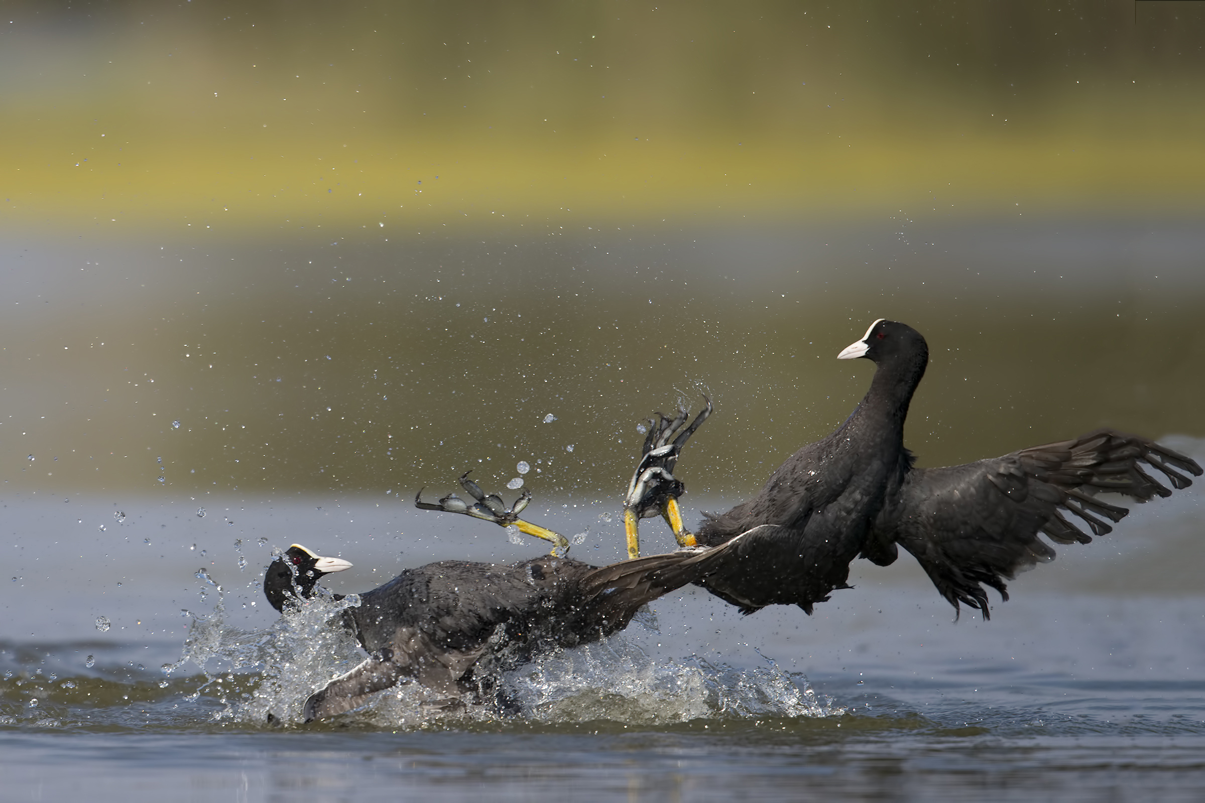 folaghe...in discussione.
