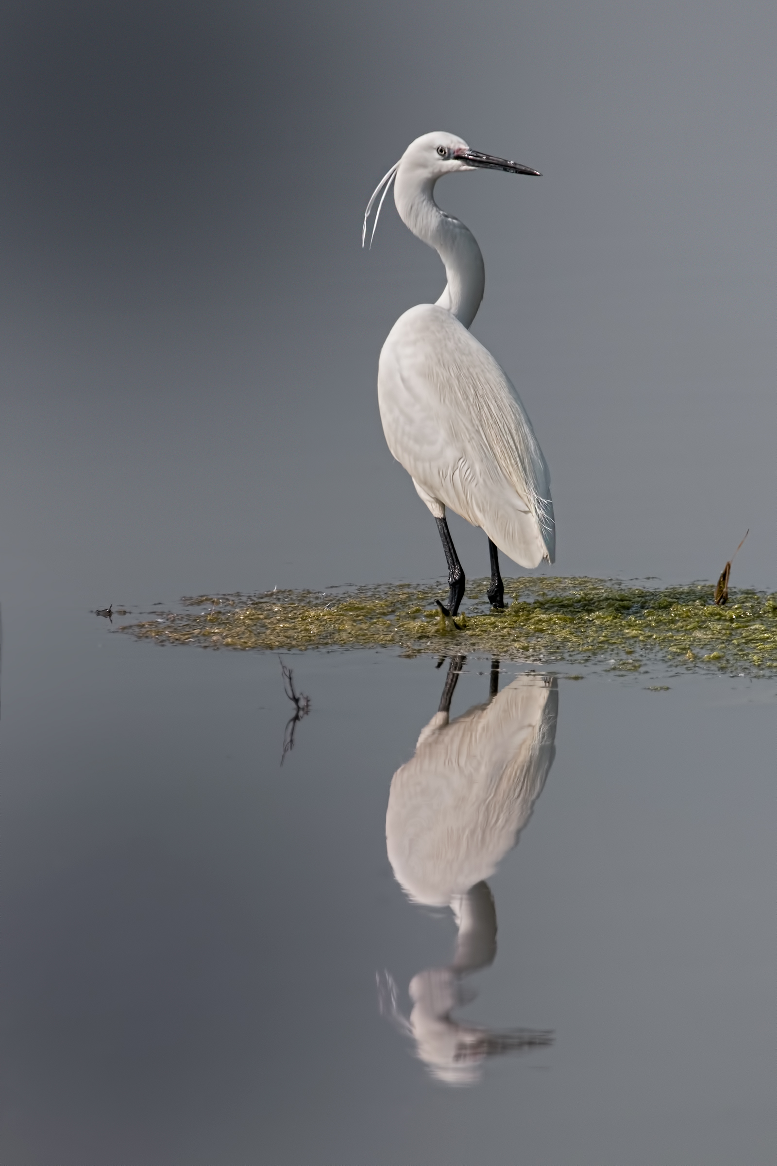 Little Egret (Egretta garzetta)