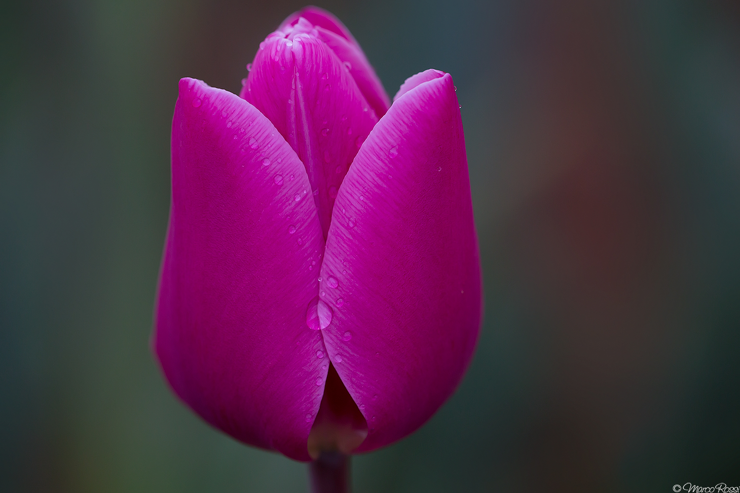 Una lacrima a sigillo