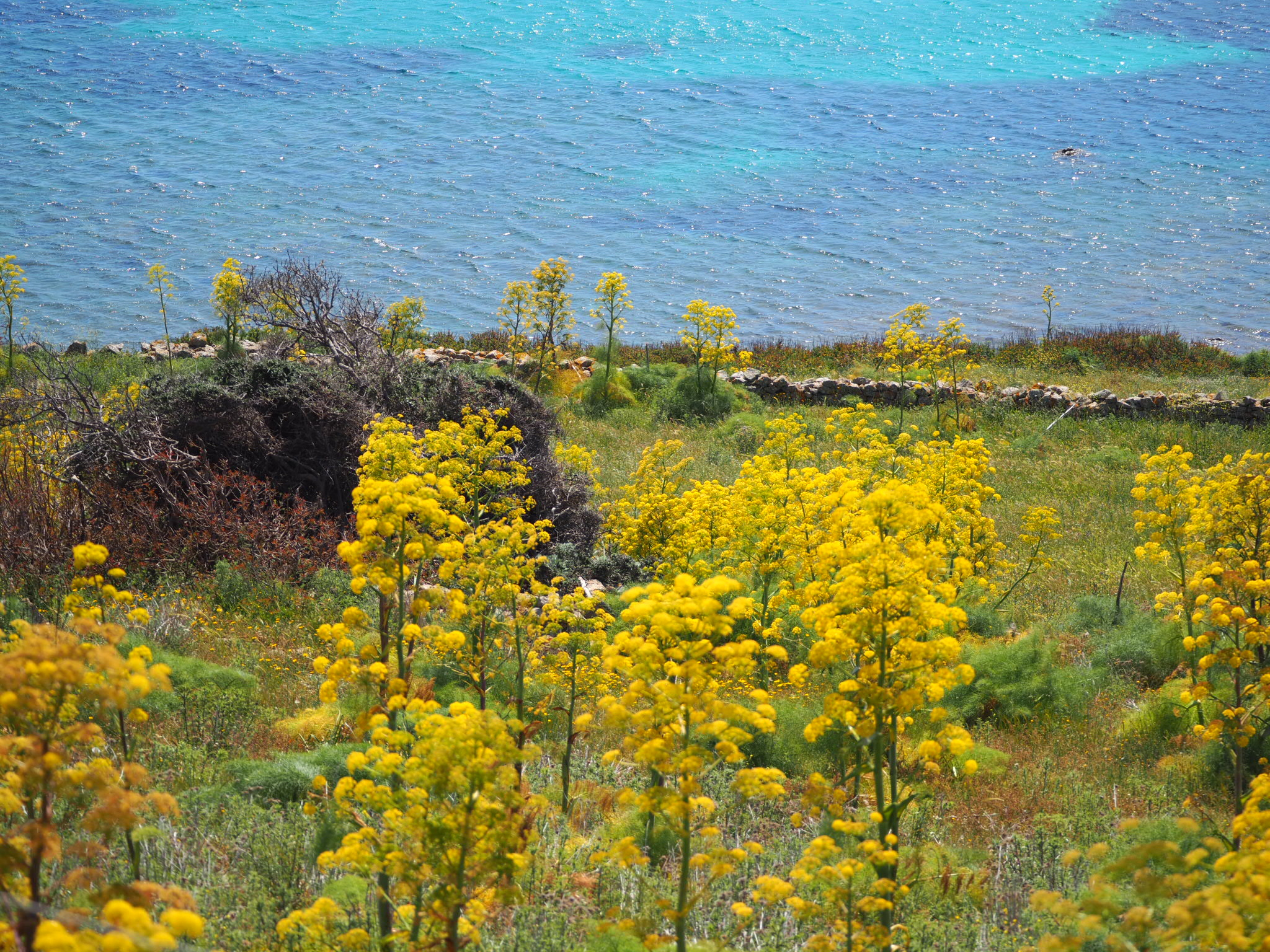 Flowers Parco dell 'Asinara