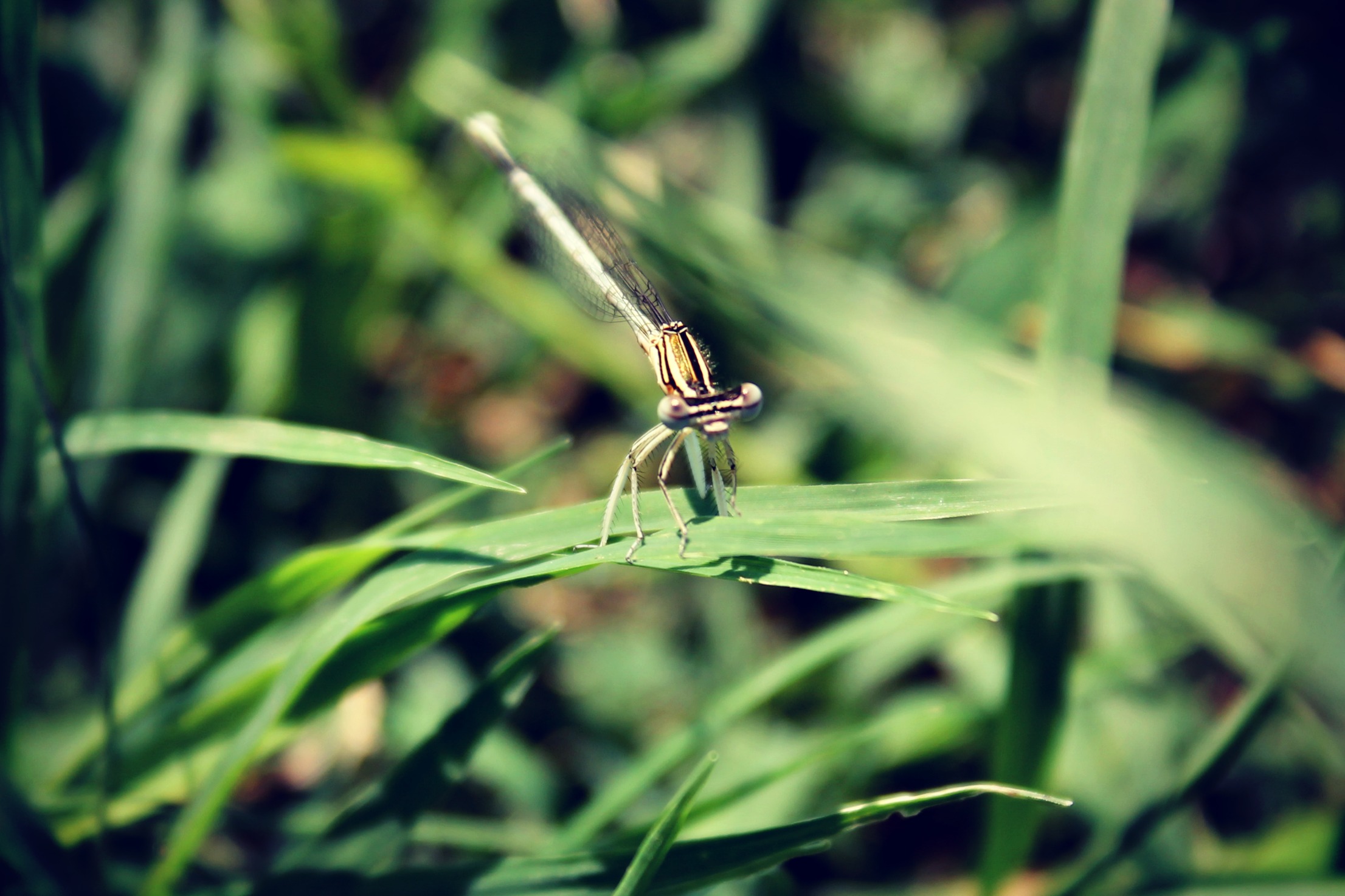 Dragonfly