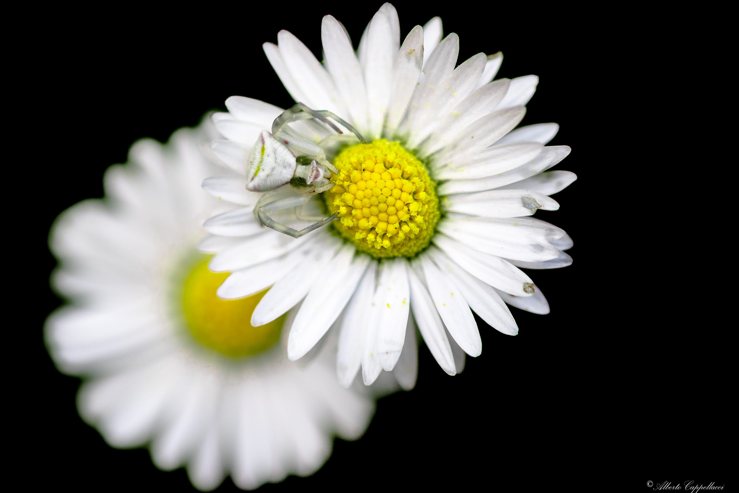 Crab Spider on Daisy