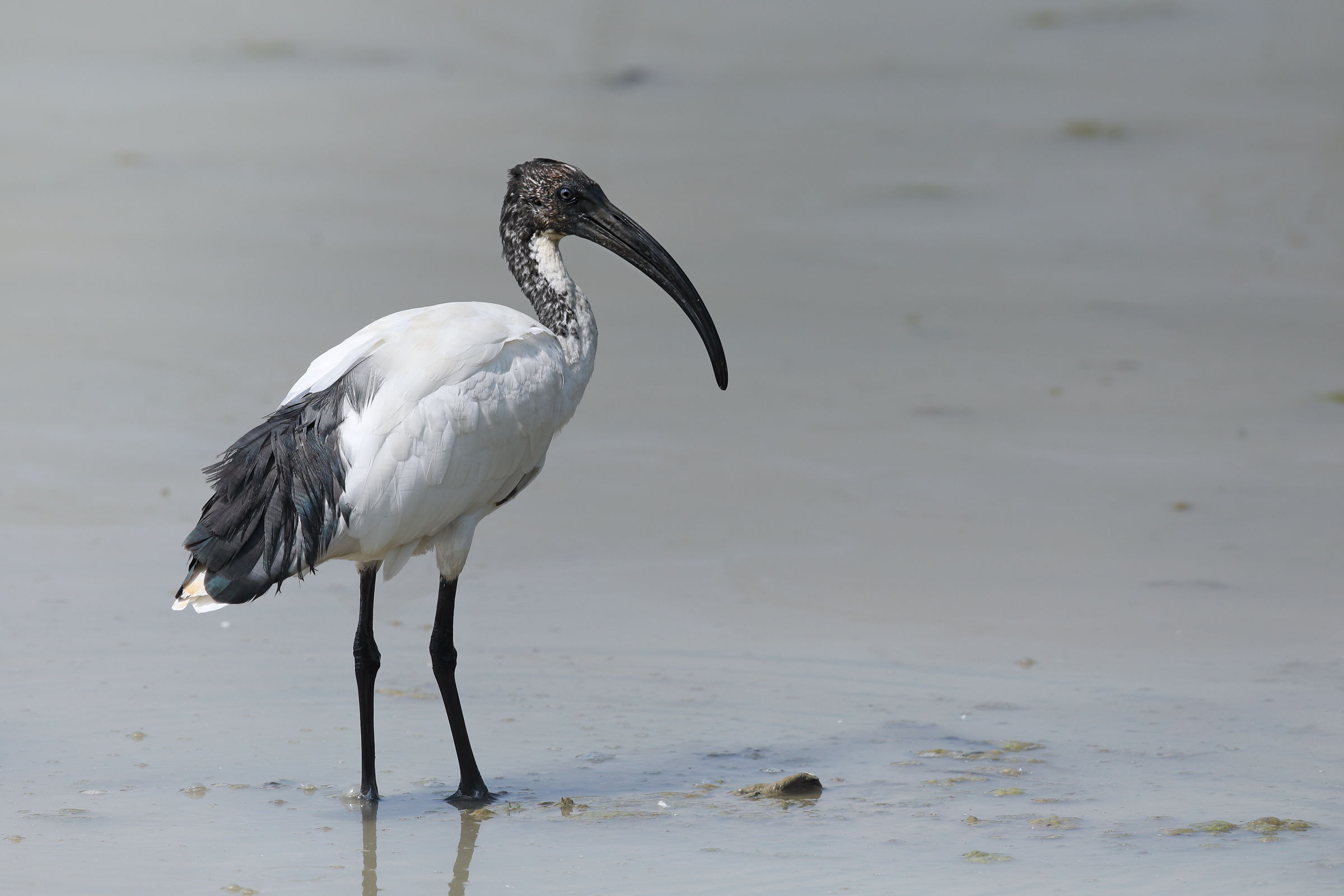 Sacred Ibis (Threskiornis aethiopicus)