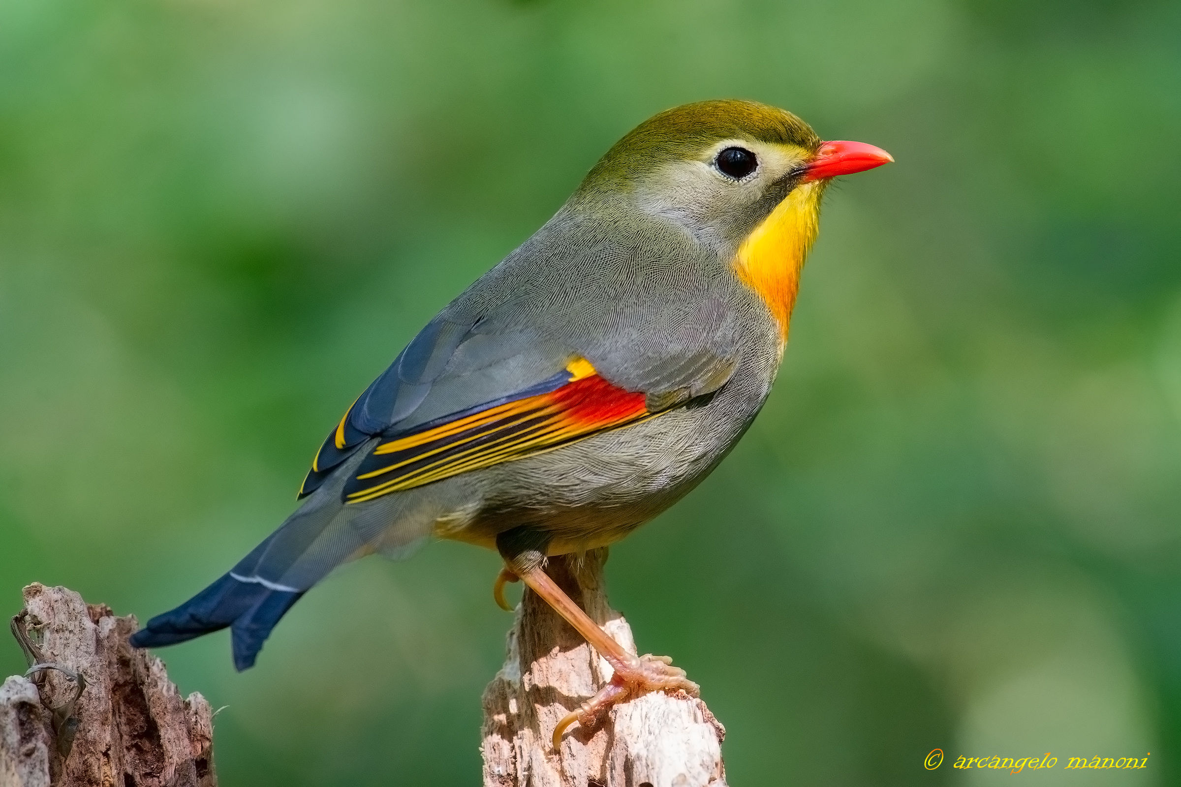 Lo splendore dell'usignolo del Giappone